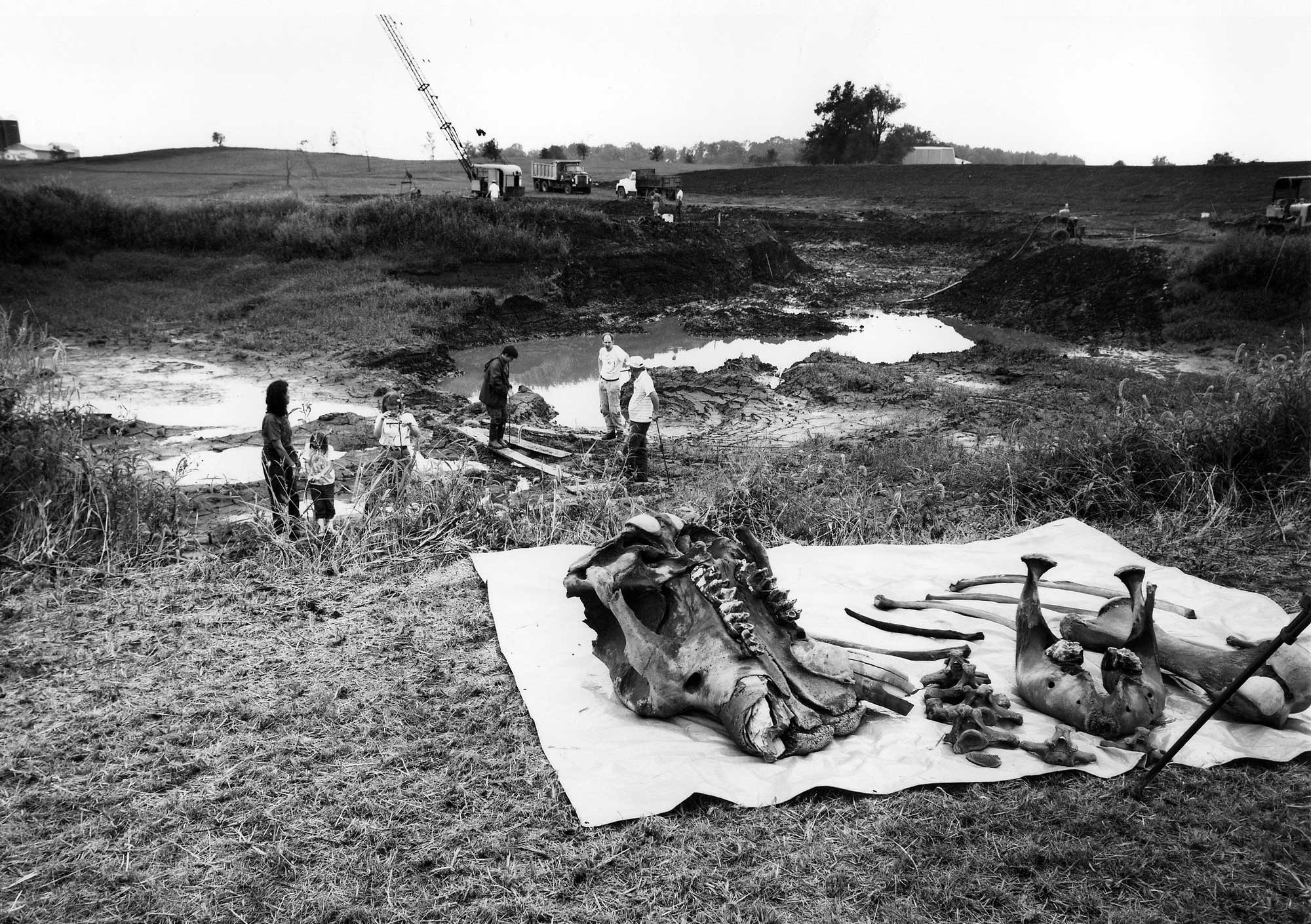 Black and white photo of the Burning Tree mastodon excavation in 1989. The photo shows a field with a large pit dug into it. A crane and other large vehicles sit on the far side of the pit. Standing water sits at the bottom of the pit, and a small group of people, including three men, one woman, and two children and in the pit and at the near side. A white blanket is spread on the grass on the near side of the pit. Bones of a mastodon, including the upper part of the skull, the lower jaw, ribs, vertebrae, and a leg bone are spread on the blanket.