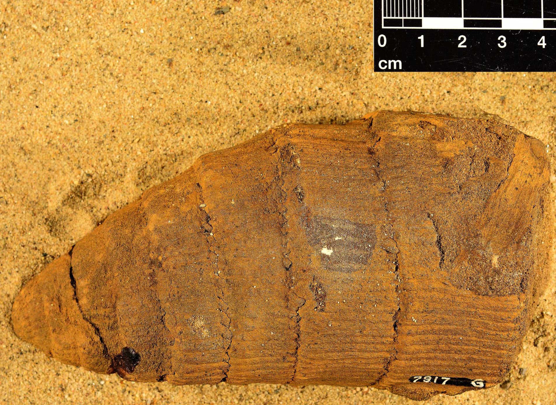 Photograph of Calamites, a portion of a stem, from the Carboniferous of Ohio. The photo shows the tapered end of a stem. The stem has horizontal furrows at increasing intervals from the tip and longitudinal ridges and furrows that are closely spaced.