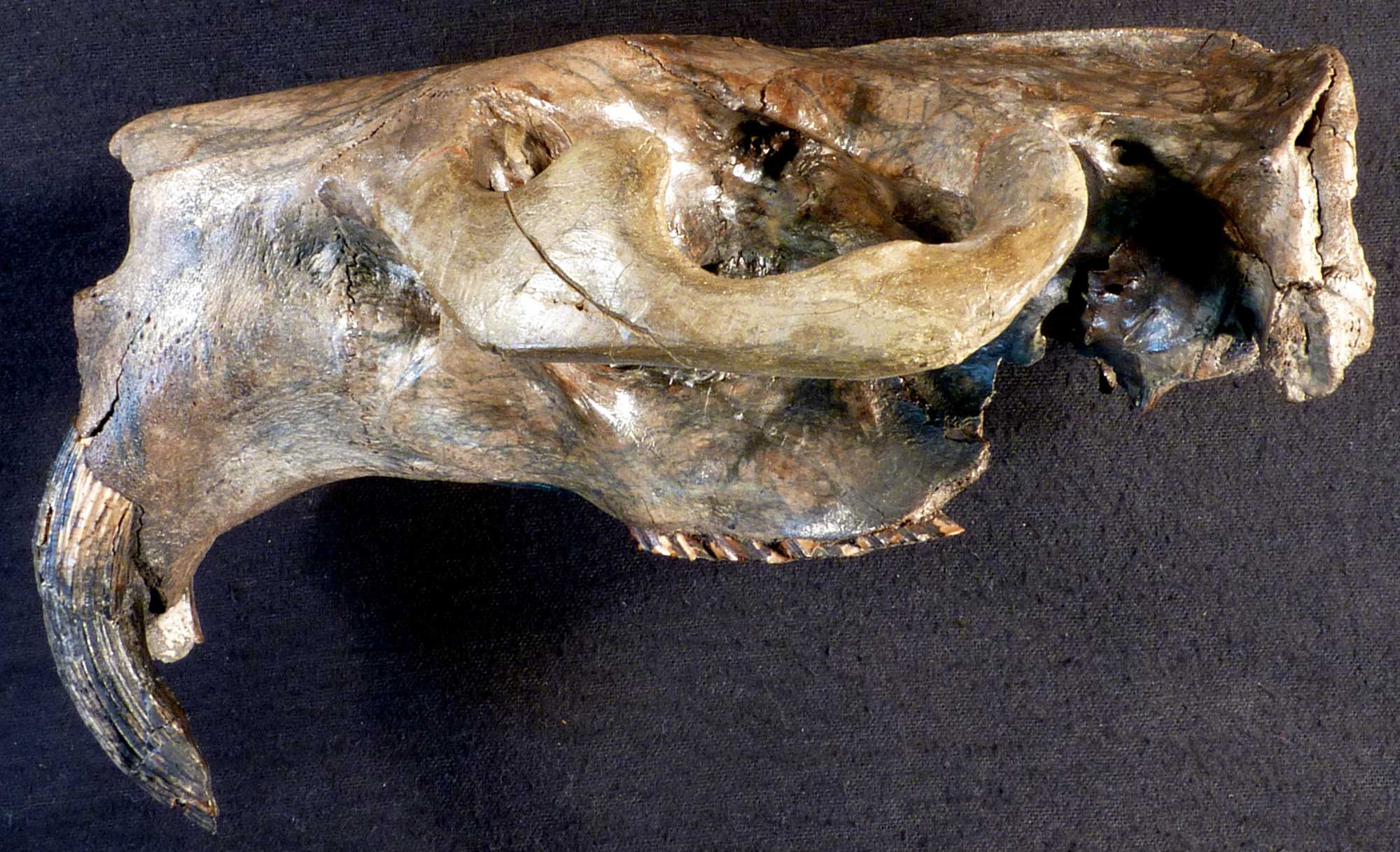 Photograph of the skull of a beaver from the Pleistocene of Indiana. The photo shows the upper part of a beaver skull with its nose pointed to the left. The skull preserved the characteristic large front teeth of the animal.
