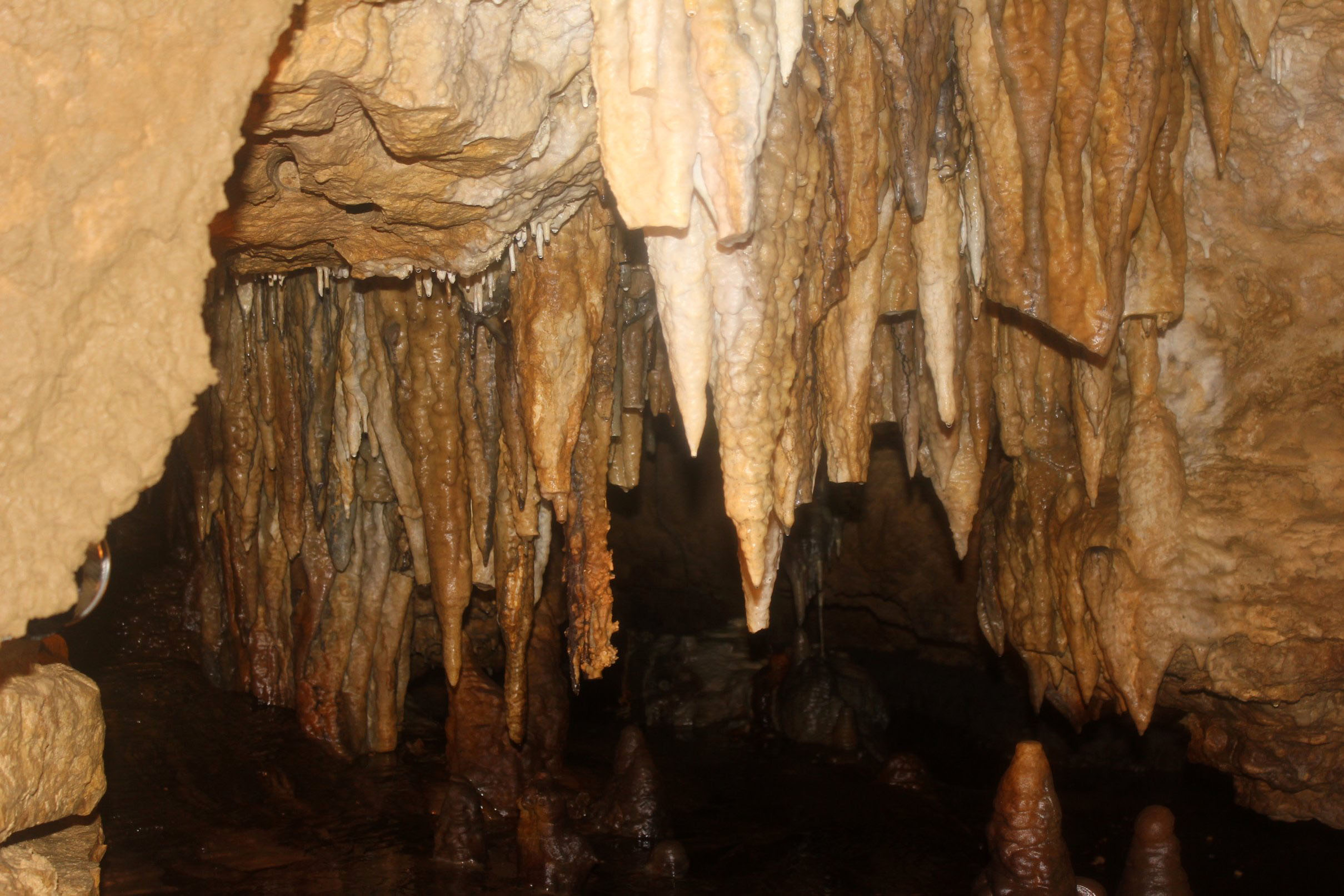 Photograph of stalactites in Cave of the Mounds, Blue Mound, Wisconsin. The photo shows a group of beige stalactites hanging from the roof o f a cave. Some appear to have had their tips broken off.