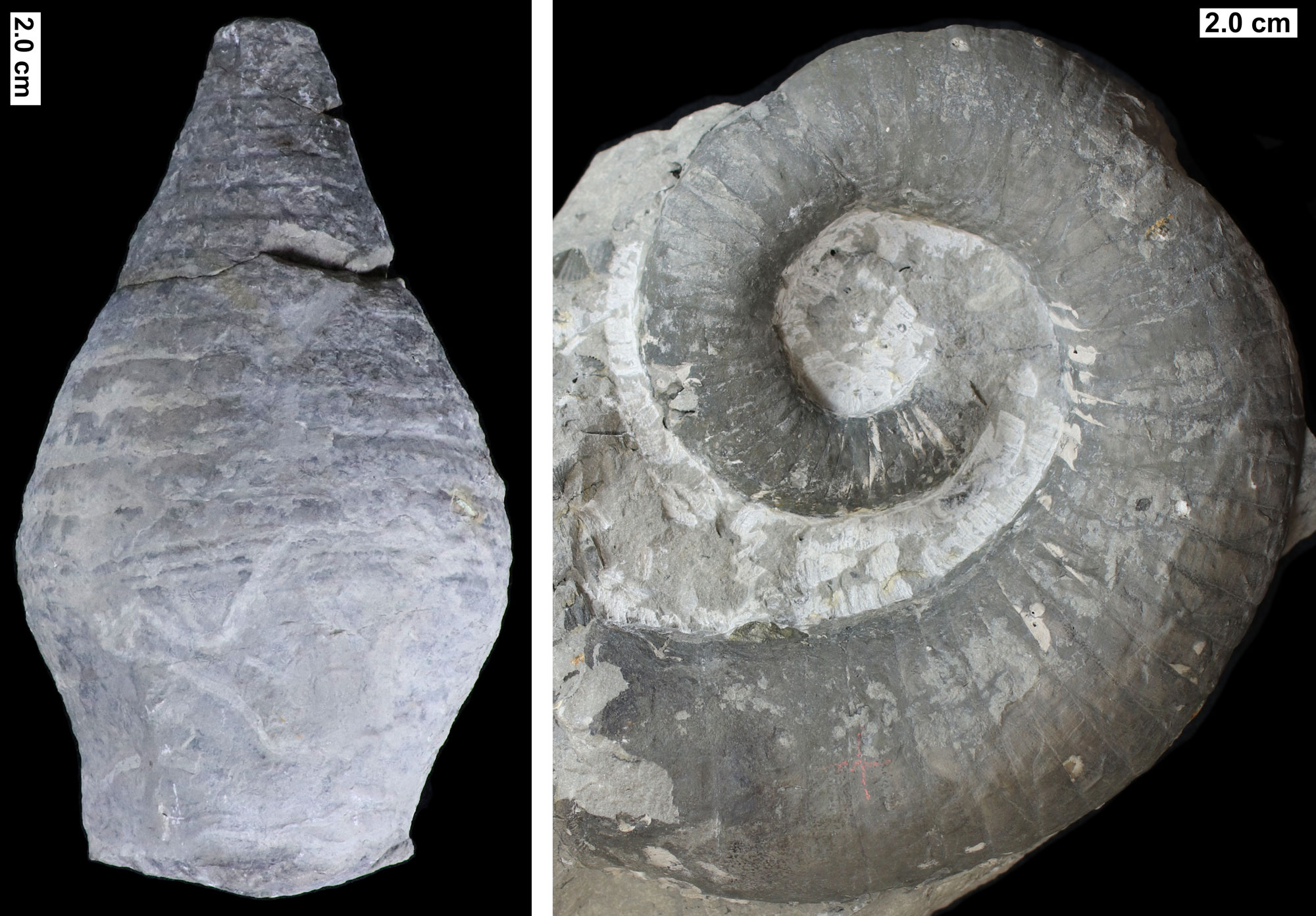2-panel figure made up of photographs of nautiloid cephalopods from the Devonian of Wisconsin. Panel 1: Straight-shelled cephalopod. The photo shows a shells that is wide at the base, gets wider about 1/3 of the way up from the base, and tapers near the apex. A series of regularly spaced sutures occurs on the shell. Panel 2: Loosely coiled cephalopod shell. The photo shows a shell coiling in a single plane, with the coils not touching each other. Regularly spaced sutures occur on the shell. 