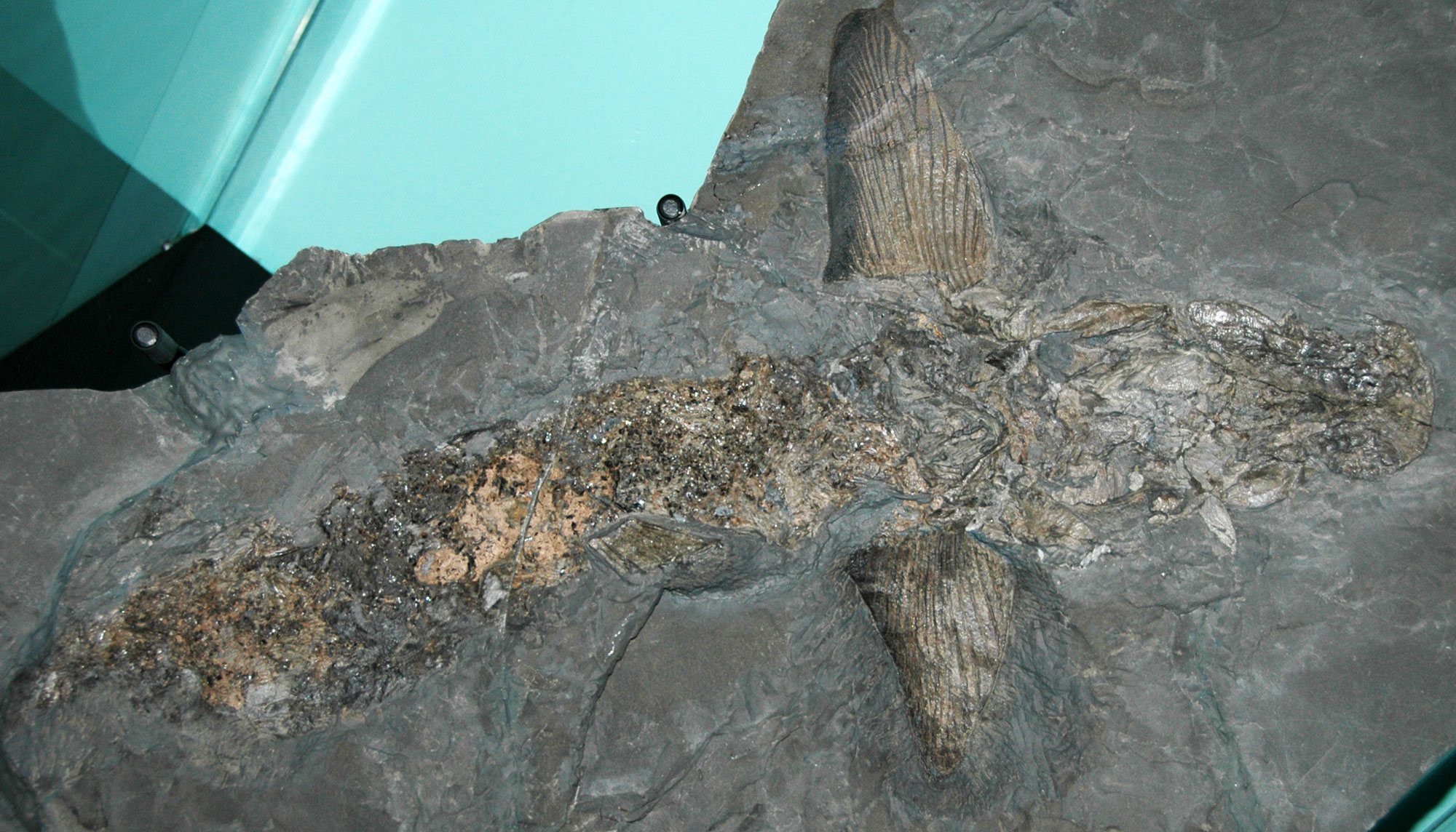 Photograph of the Devonian shark Cladoselache from Ohio. The shark is preserved on the surface of a gray rock, with the viewer looking at its back (dorsal side). The photo shows an elongated animal with two large pectoral fins behind its head. The tail is not preserved.