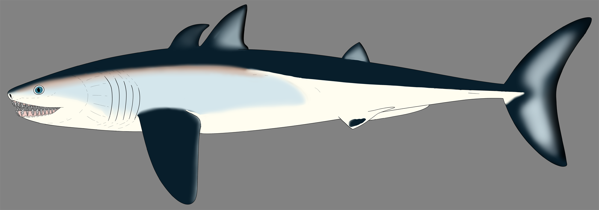 Artist's reconstruction of the Devonian shark Cladoselache from Ohio. The shark is shows from the side. It has an elongated, a nearly symmetrical tail fin that is oriented vertically, three fins on its dorsal side, and a pectoral fin on its lower lateral side, behind the gills. The mouth is near the anterior end of the body.