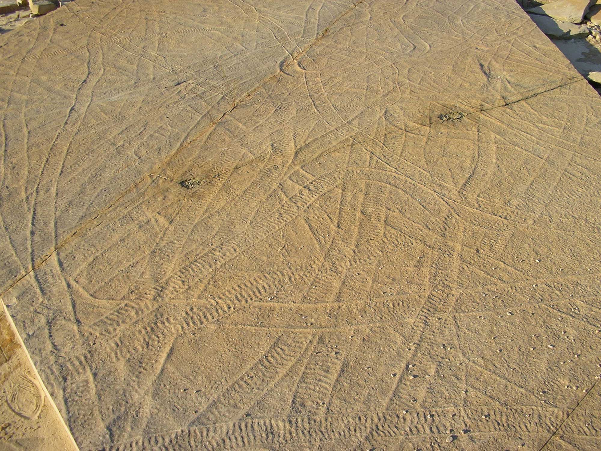 Photograph of the trace fossil Climactichnites from the Cambrian of Wisconsin. The photo shows multiple trackways criss-crossing one another on the surface of a beige rock. Each trackway consists of two parallel lines with light ridges running perpendicularly between them.