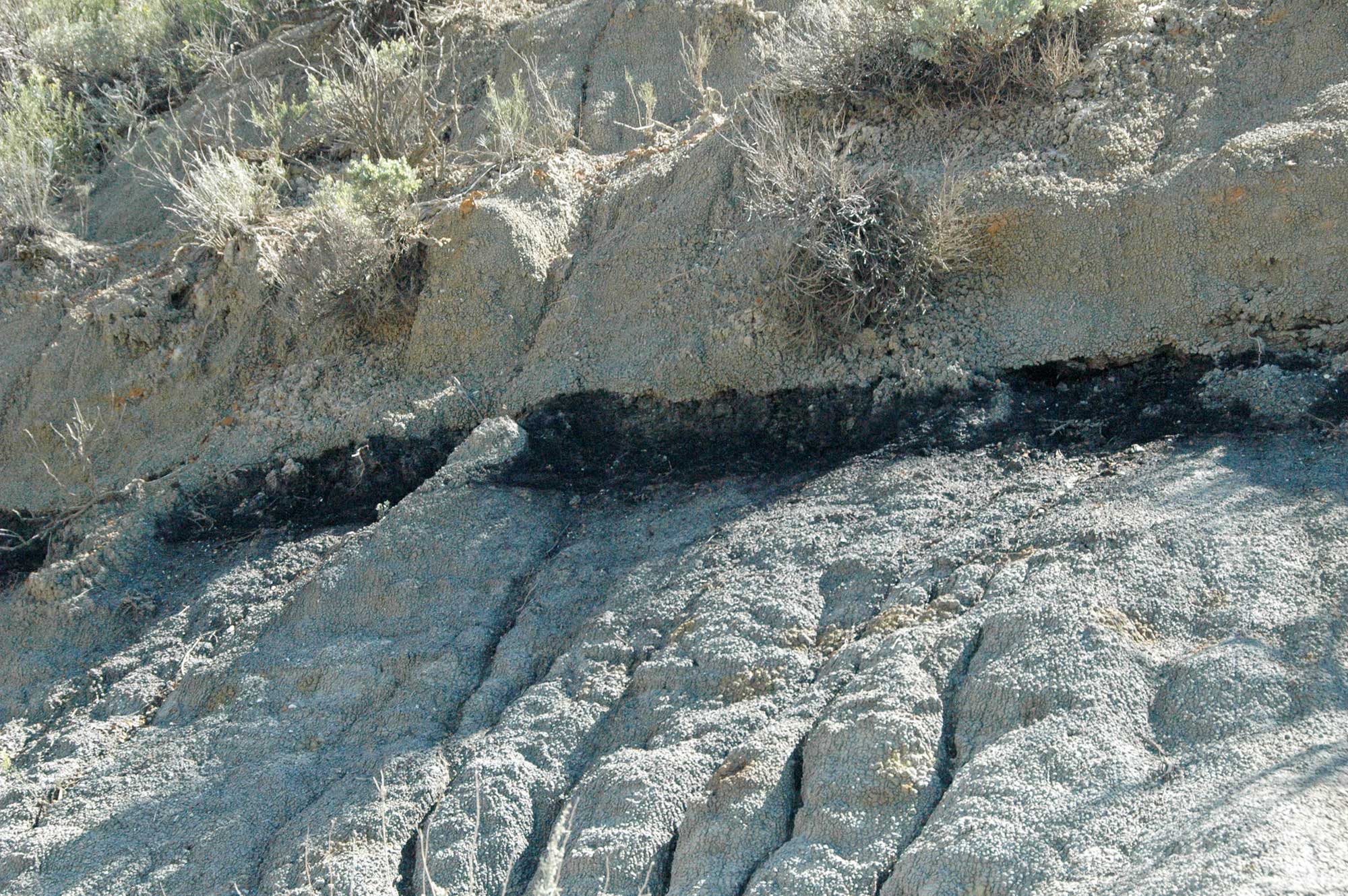 Photograph of a thin black coal seam in an outcrop. The coal seam is flanked by beige soil or rock above and below.
