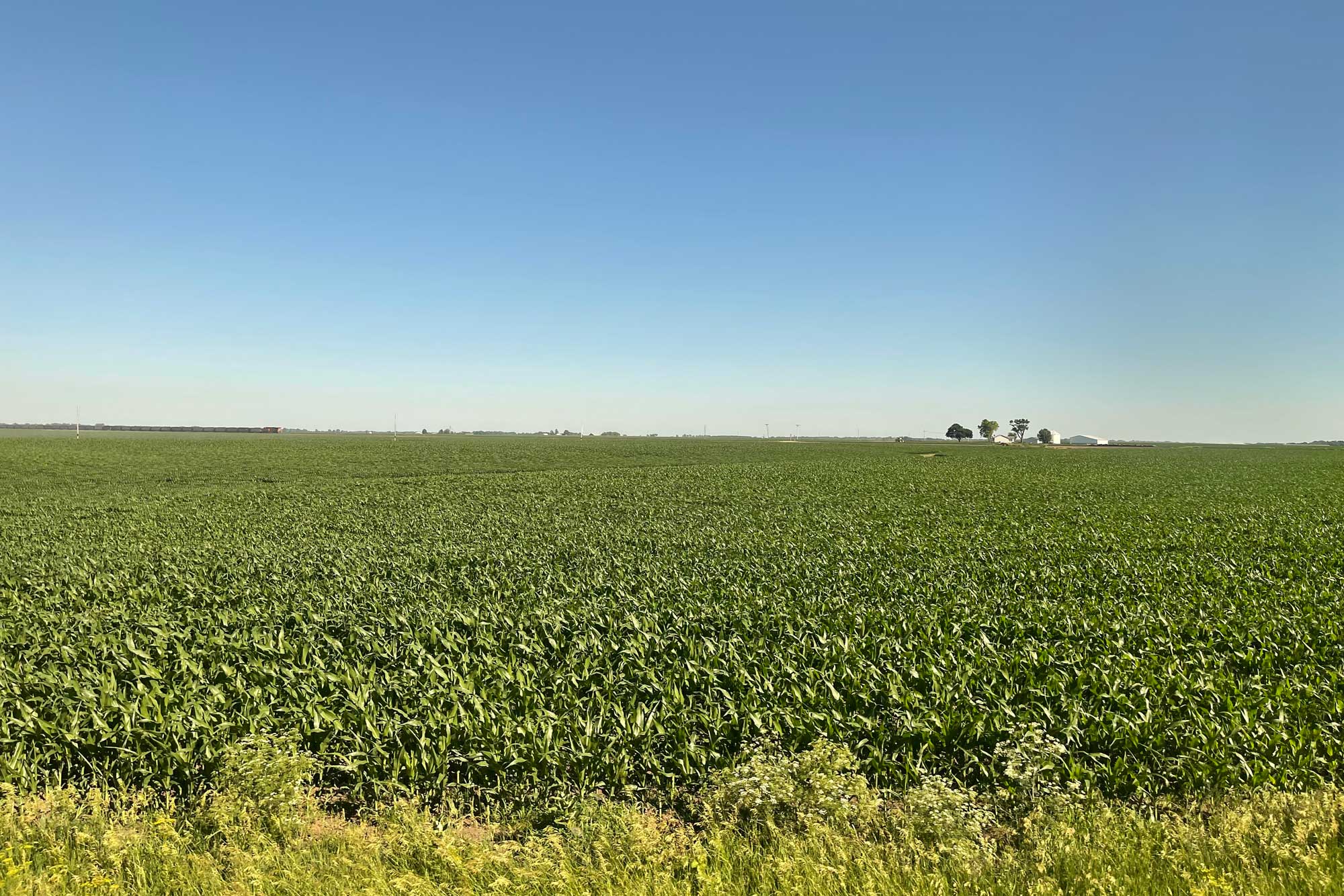 Photograph of a cornfield in Illinois. The photo shows a flat field of green corn plants with a small group of buildings on the horizon in the far distance. The sky is clear and blue.