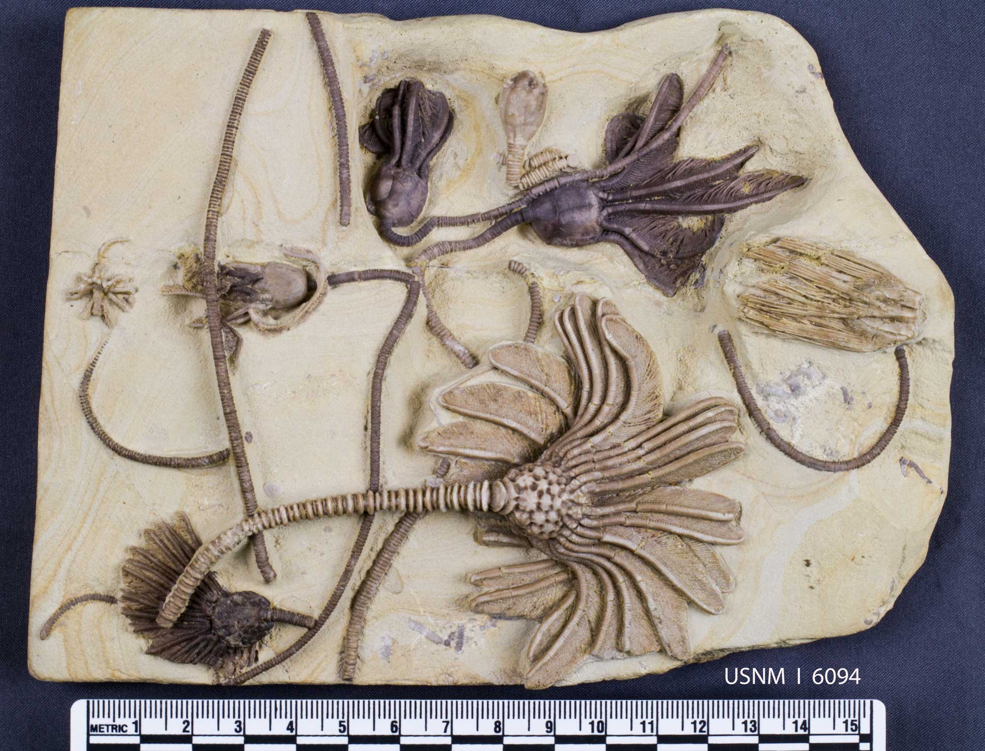Photograph of a slab of crinoid fossils from the Mississippian of Iowa. The photo shows a light beige slab of rock with multiple crinoids exposed on its surface. Some of the specimens include a stalk, calyx, and arms. At least 10 specimens appear to be on the slab.