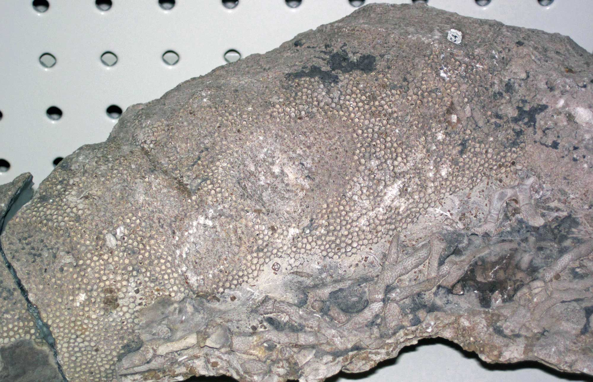 Photograph of a tabulate coral from the Devonian of Indiana. The photo shows a light gray rock with a pebble-like pattern on its upper surface and branching structures on its side.