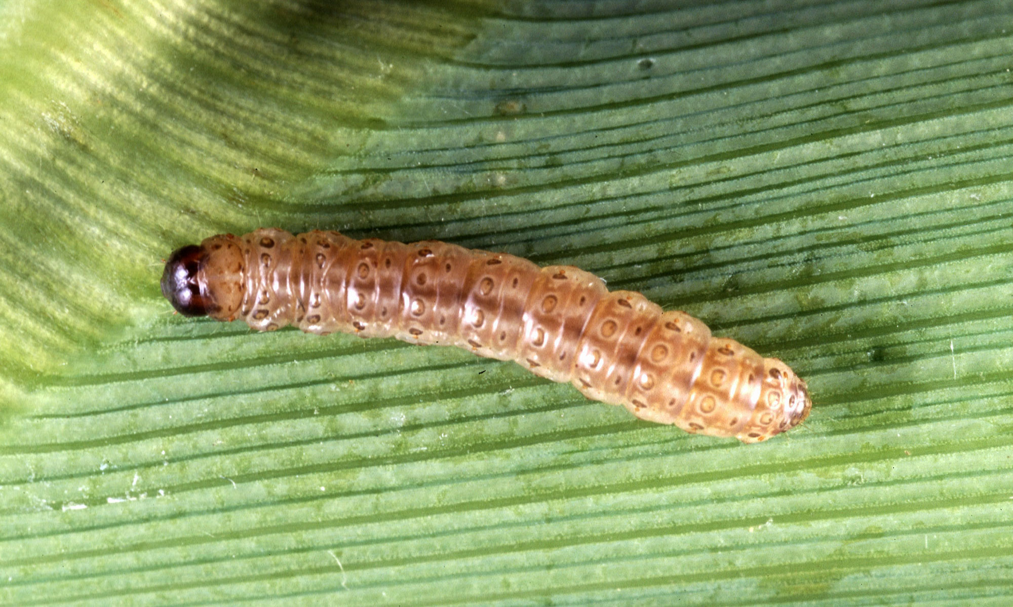 Photograph of a European corn borer on a corn leaf. The photo shows a brown caterpillar with a dark brown head on a green leaf with larger green parallel veins.
