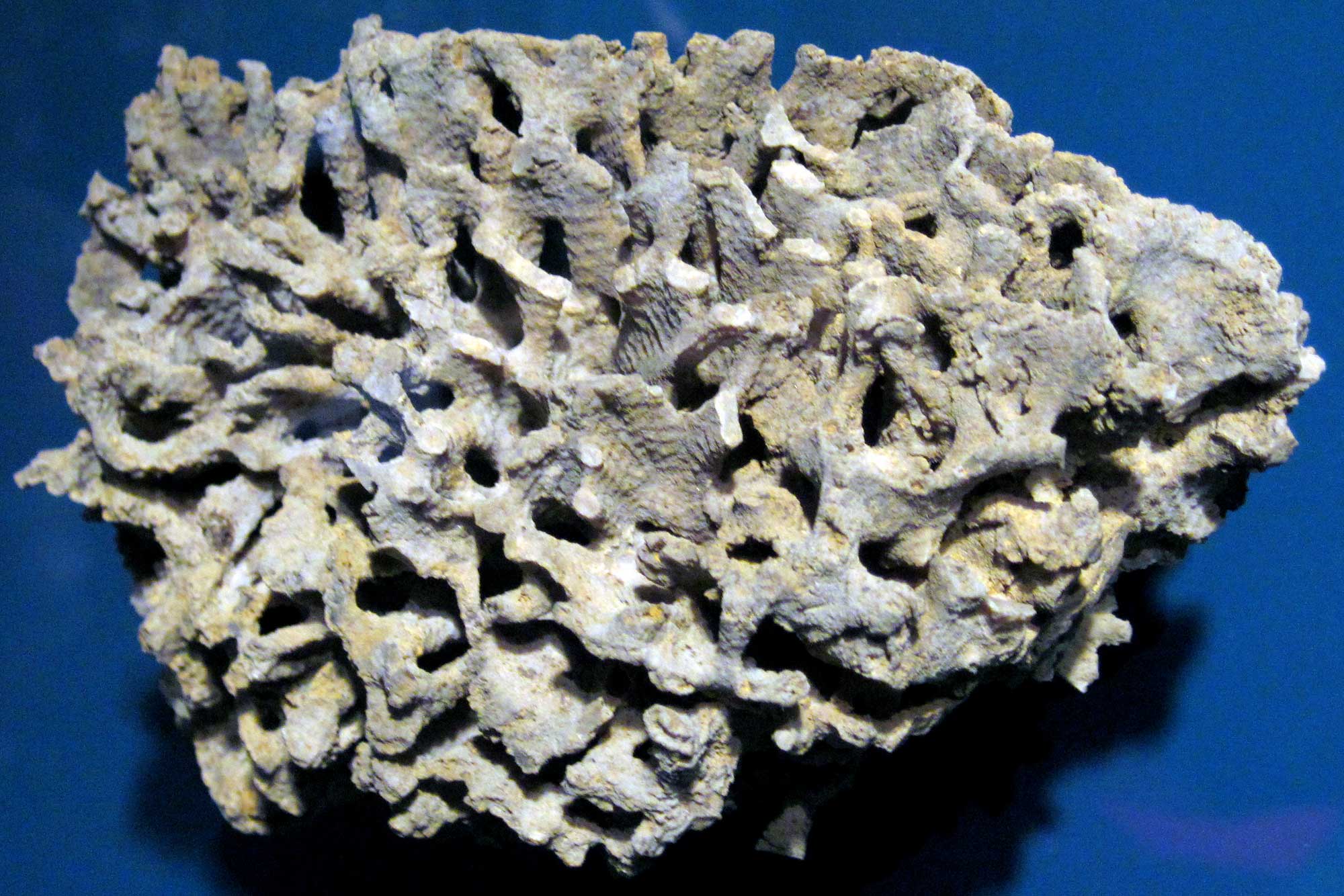 Photograph of a branching bryozoan from the Silurian of Illinois. The photo shows a heavily branched, gray structure that his completely weathered out of the rock matrix. The surface of the bryozoan is bumpy.