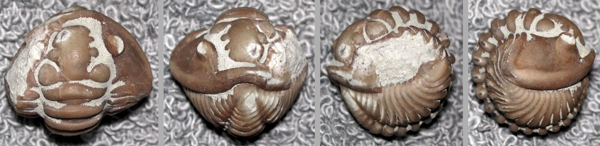 A series of photographs showing four views of a specimen of an enrolled trilobite from the Ordovician of Indiana. The photos show, from left to right, a view from above, a view from the front (with the trilobite facing the viewer), and a view from each side (trilobite facing left and right). 
