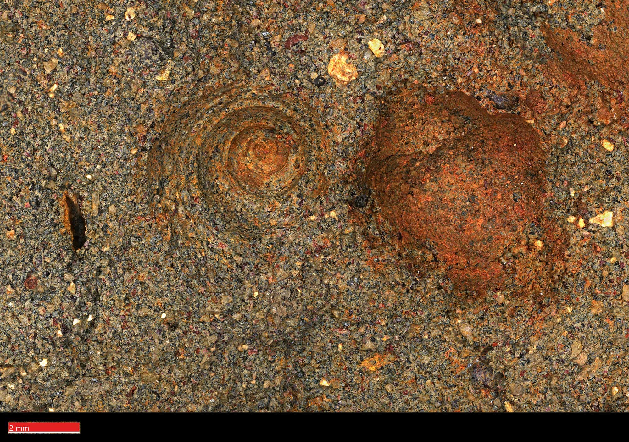 Photograph of Late Cretaceous gastropods from the Mesabi Iron Range, Minnesota. The photo shows two gastropod (snail) shells, one viewed from the apex so that looks like a spiral, and one from the side. The shells are orange in color and do not appear well preserved. The rock matrix around them is brown and appears coarse-grained.
