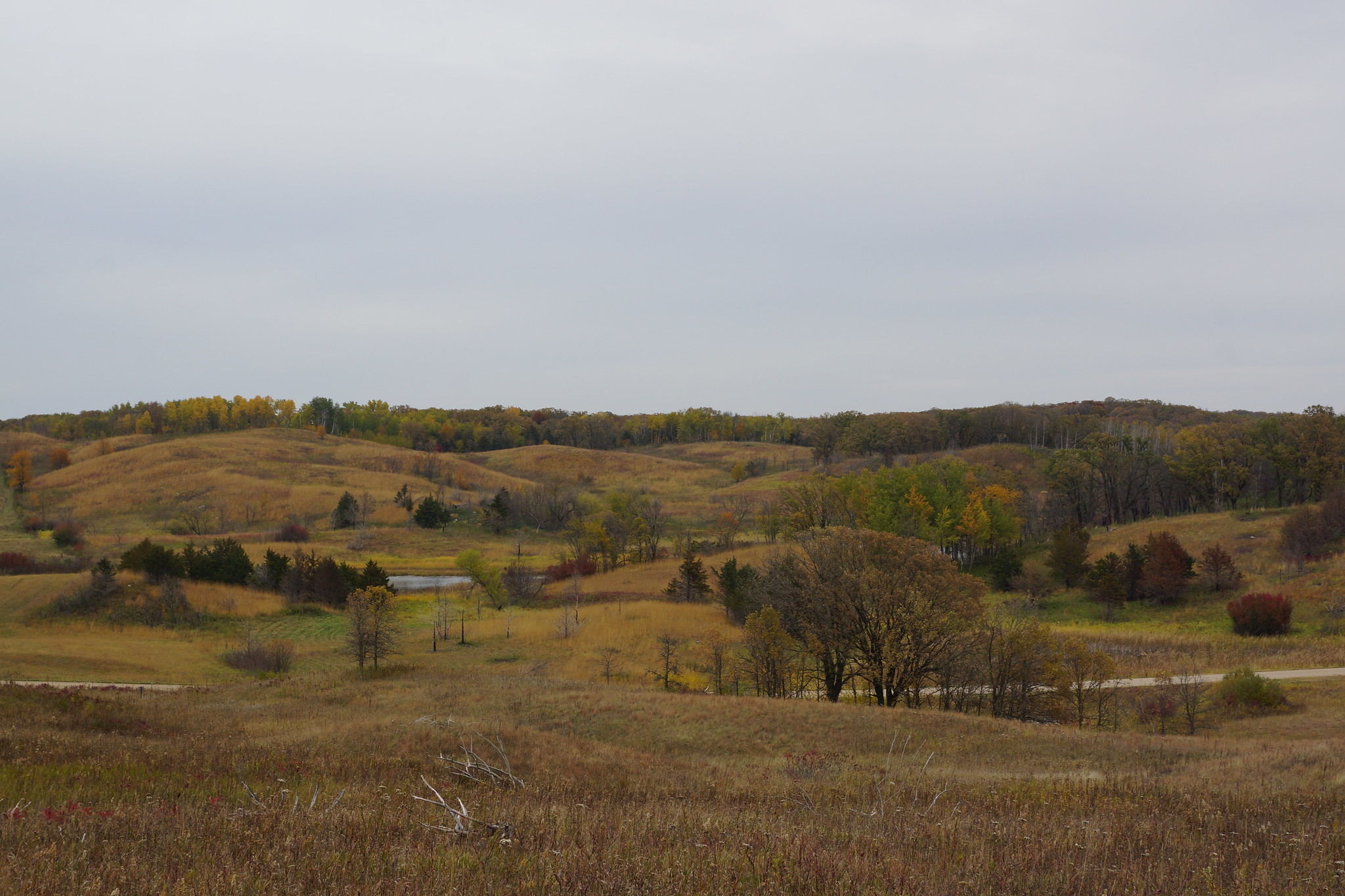 Photograph of the landscape in near the Glacial Ridge Trail, Minnesota. The photo shows a landscape of gently rolling hills covered by grass with patches of trees. The grass is yellow and the trees have green  to yellow leaves, indicating that it is fall. A road can be seen crossing the photo horizontally behind a low hill in the foreground. The sky is overcast.