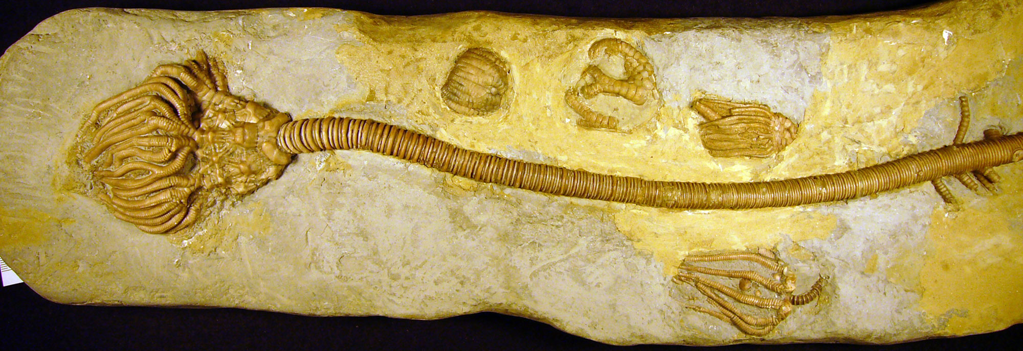 Photograph of a crinoid exposed on the surface fo a rock. The photo shows a beige to yellow rock with a single large crinoid laying horizontally on its surface, with arms to the left and stalk to the right. Arms and calices of four other smaller crinoids also occur on the slab.