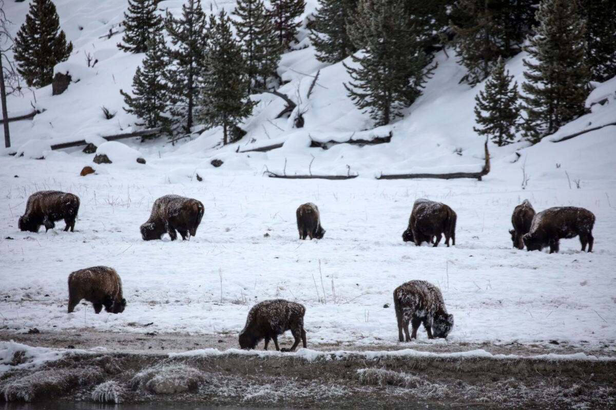 Photograph of bison grazing in Yellowstone National Park in the winter. The photo shows nine bison grazing in a snow-covered field. A slope dotted with sparse conifers rises in the background.