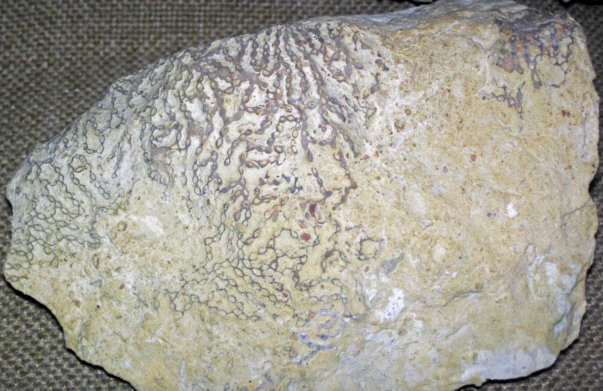 Photograph of the tabulate coral Halysites from the Silurian of Ohio. The photo shows a beige rock with a gray, chain-link-like network covering part of its upper surface.