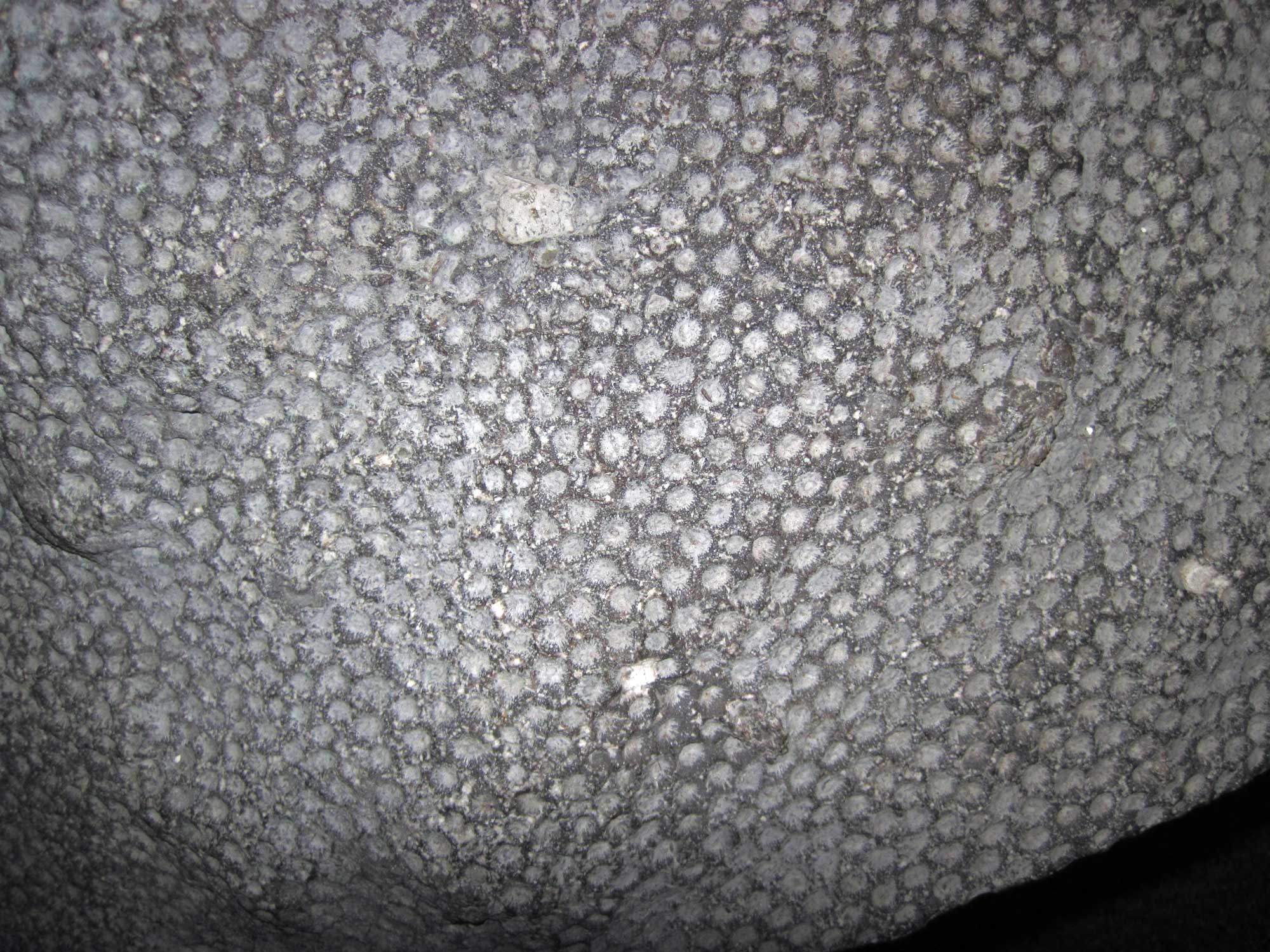 Photograph of the colonial rugose coral Hexagonaria from the Devonian of Michigan. The photo shows part of a curved gray rock covered with a series of shallow circular pits. 