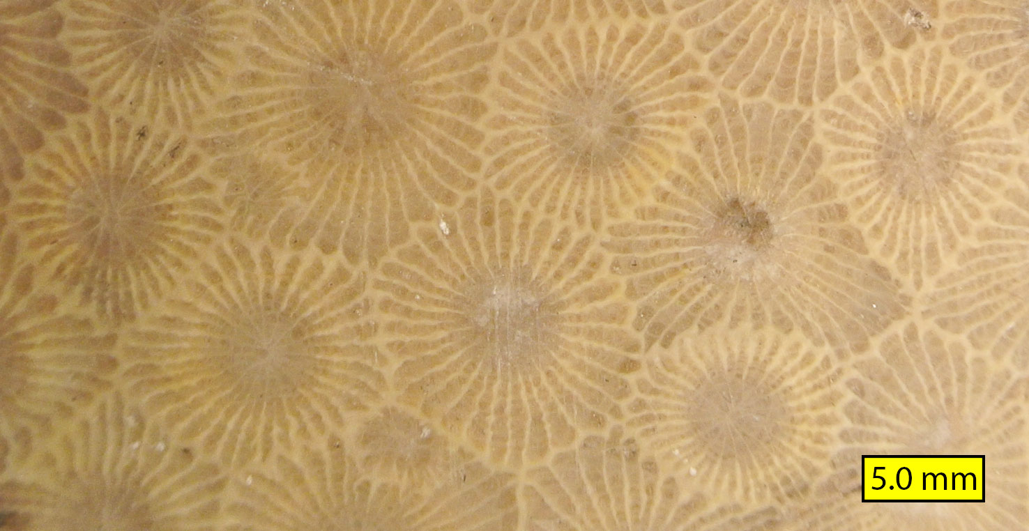 Photograph of the colonial rugose coral Hexagonaria from the Devonian of Michigan. The photo shows a detail of the polished surface of the coral. The coral is yellowish beige in color and made up of six-sided polyps. Radiating septa can be seen within each polyp. 