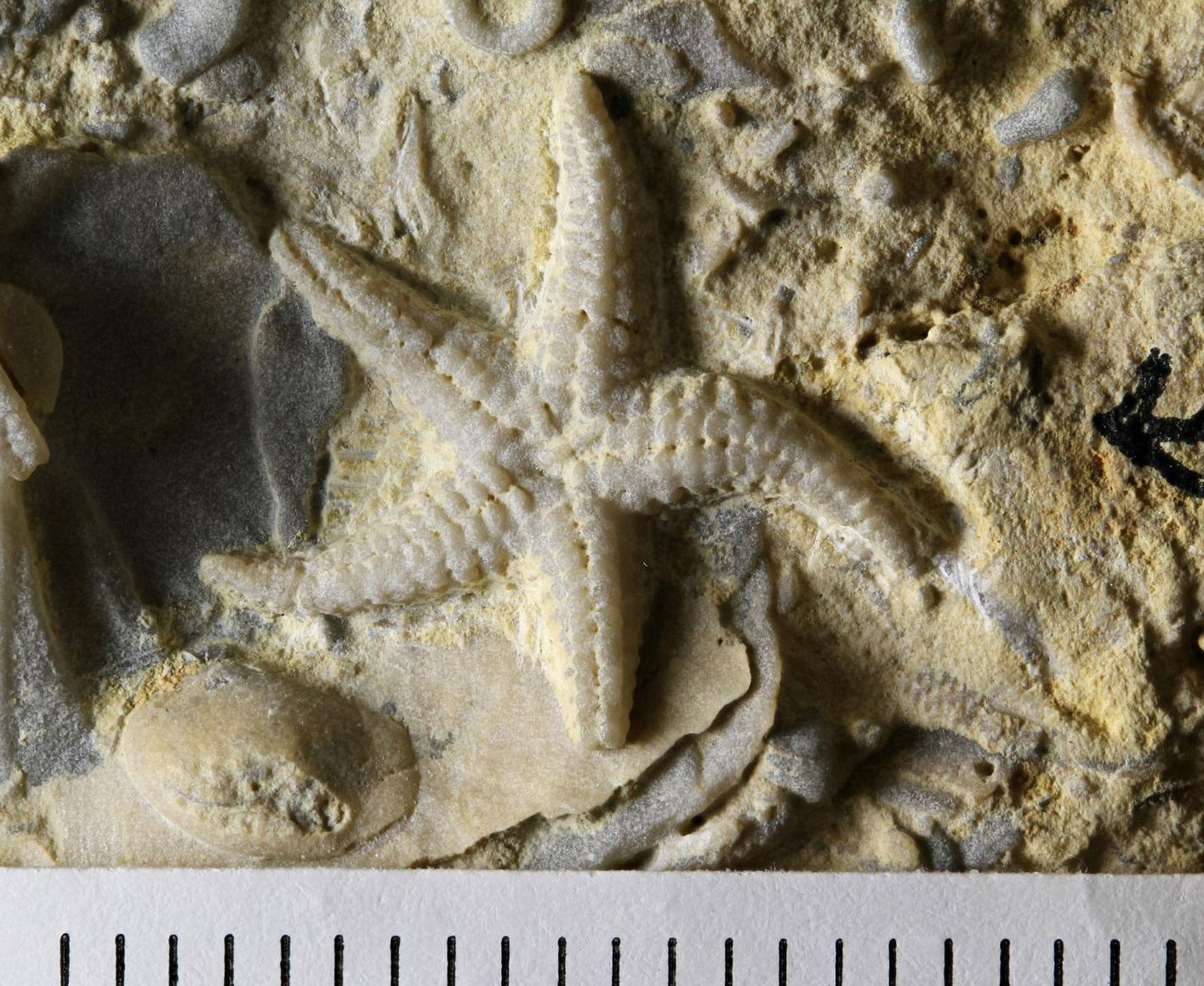 Photograph of a starfish from the Ordovician of Wisconsin. The photo shows a small starfish with five arms preserved on the surface of a yellowish-beige rock along with fragments of other fossils. The starfish measures about 1.5 centimeters in diameter based on a scale at the bottom of the image.