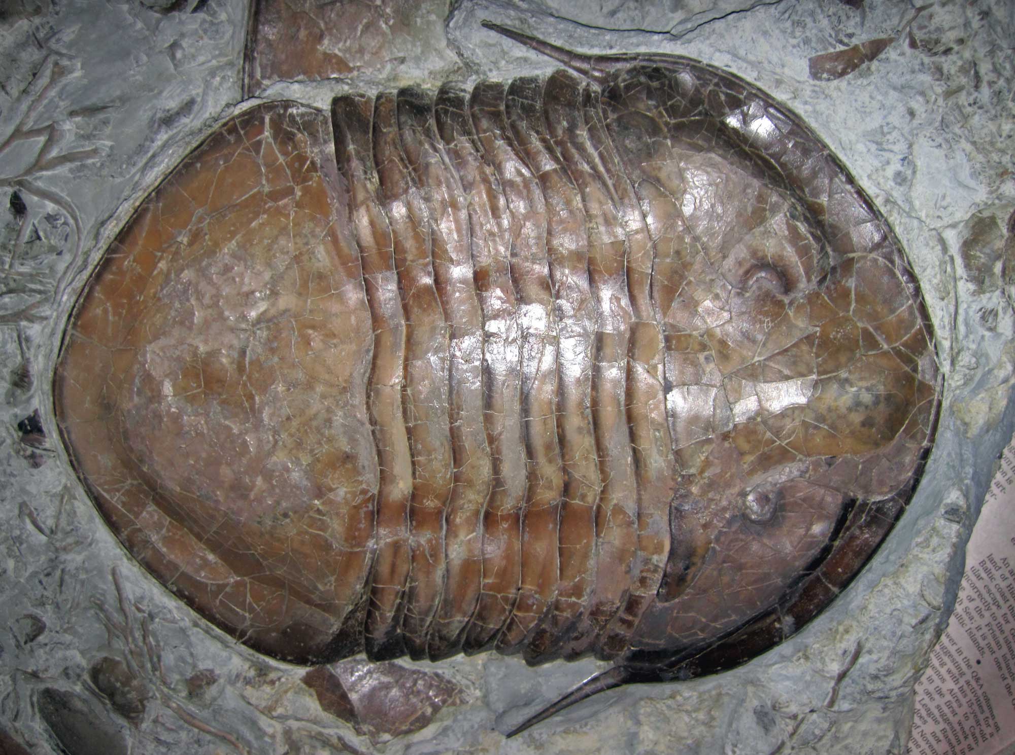 Photograph of a large trilobite from the Ordovician of Ohio. The photo shows a brown trilobite exposed on the surface of a gray rock. The head of the trilobite is pointed to the right. The overall shape of the trilobite is roughly oval. The cephalon has two long spines extending backwards. The eyes are relatively small. 