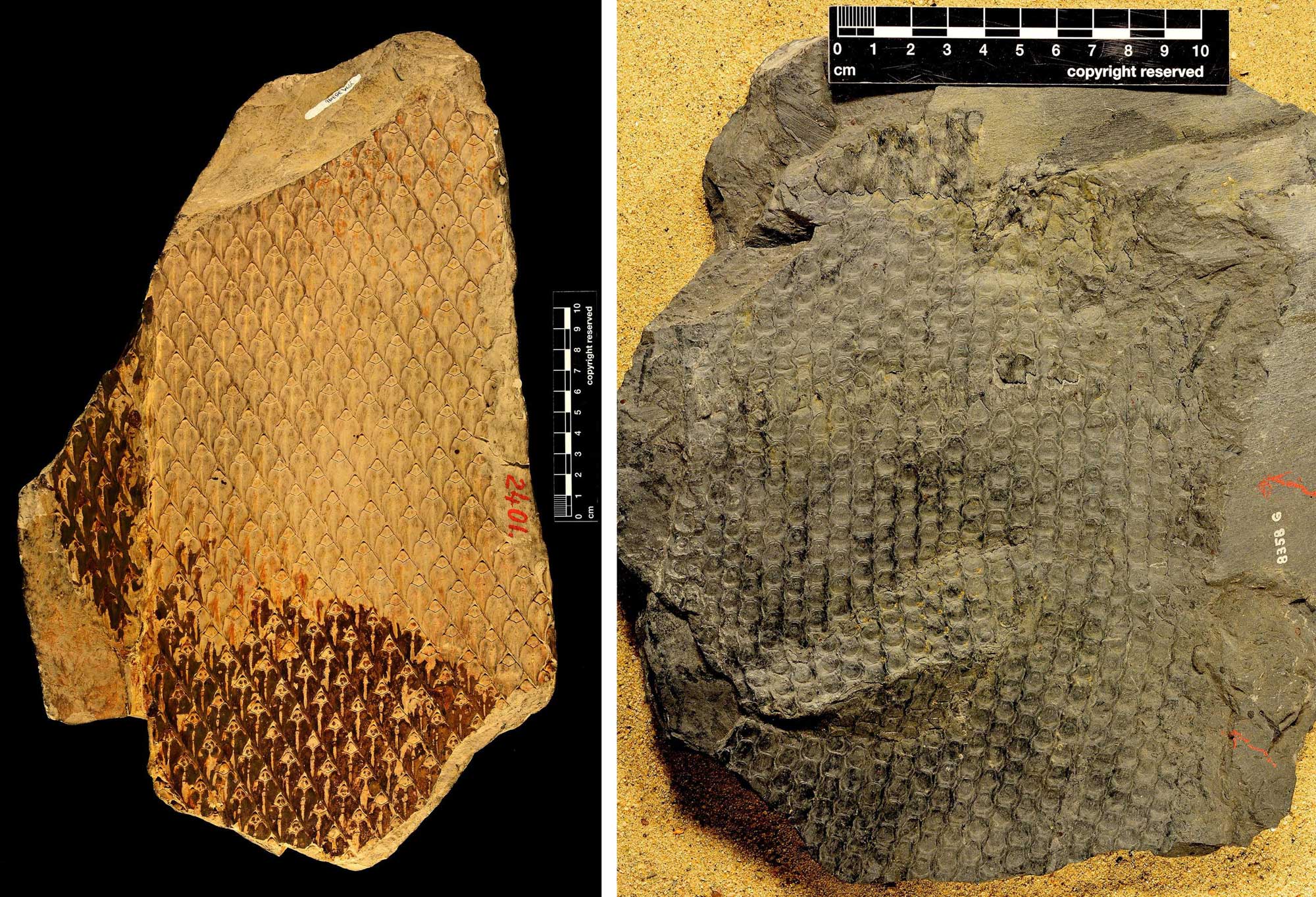 2-panel image showing bark of scale trees (order Lepidodendrales) from the Carboniferous of the Midwest. Panel 1: Photo of a piece of Lepidodendron bark showing diamond-shaped leaf cushions. Panel 2: Photo of a piece of Sigillaria bark showing hexagon-shaped leaf cushions. 