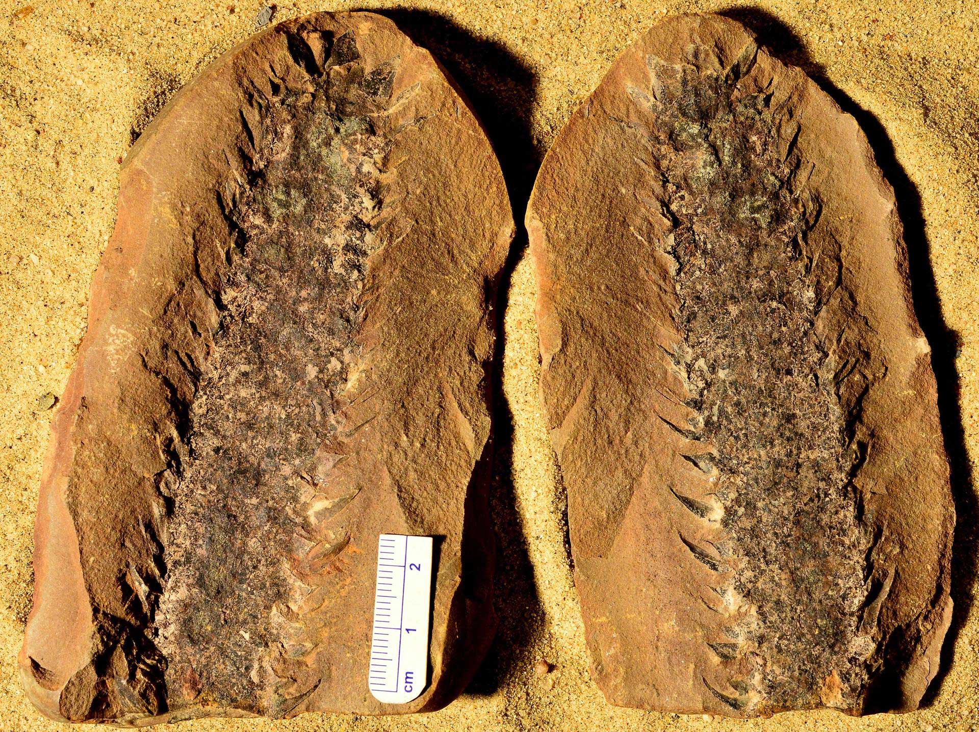 Photograph of a Mazon Creek nodule split in half to reveal the impression of a large lycophyte cone on two surfaces (both part and counterpart shown). The cone is an elongated structure with a rounded tip. The base of the cone is missing. Cone scales can be seen on the sides of the cone; the scales look like short spines. 