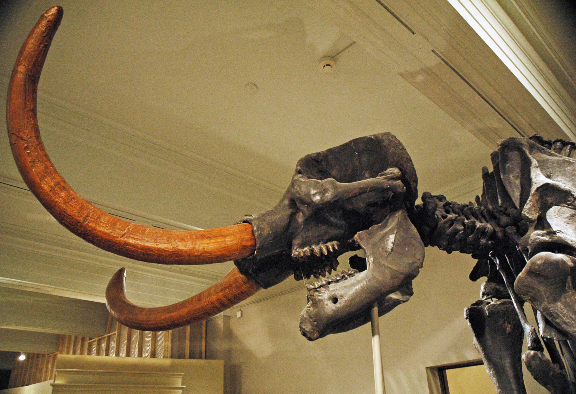 Photograph of an American mastodon from the Pleistocene of Indiana on display in a museum. The photo shows the skull, tusks, neck, and shoulders of a mounted mastodon skeleton. The bones are dark brown and the tusks are light brown. The characteristic teeth with pointed cusps can be seen in the open mouth.