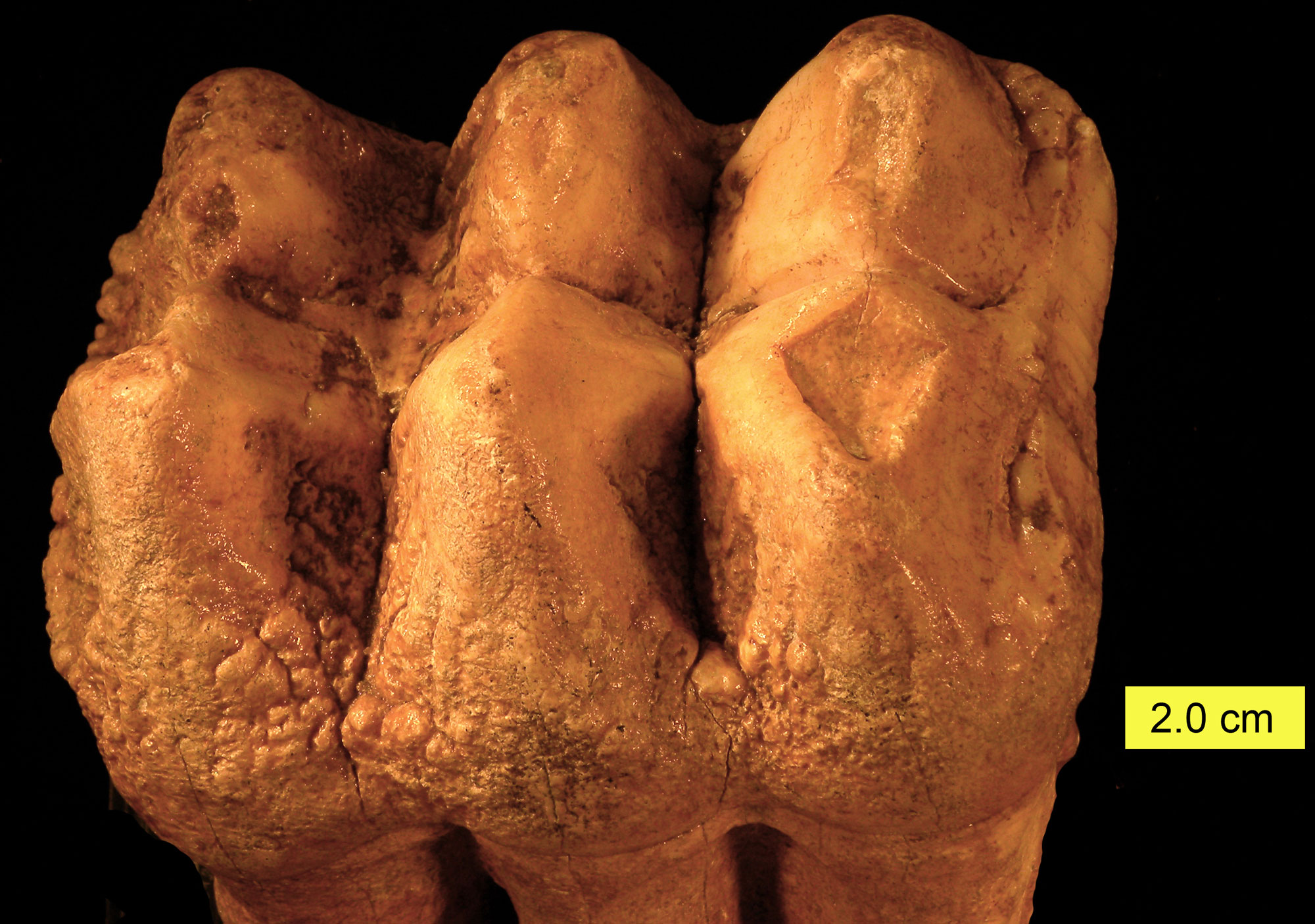 Photograph of a mastodon tooth from the Pleistocene of Ohio. The photo shows the biting surface and the upper part of the root of a single tooth. The tooth is off-white in color. The biting surface consists of three pairs of pointed cusps in a line. The root looks like it has three branches.