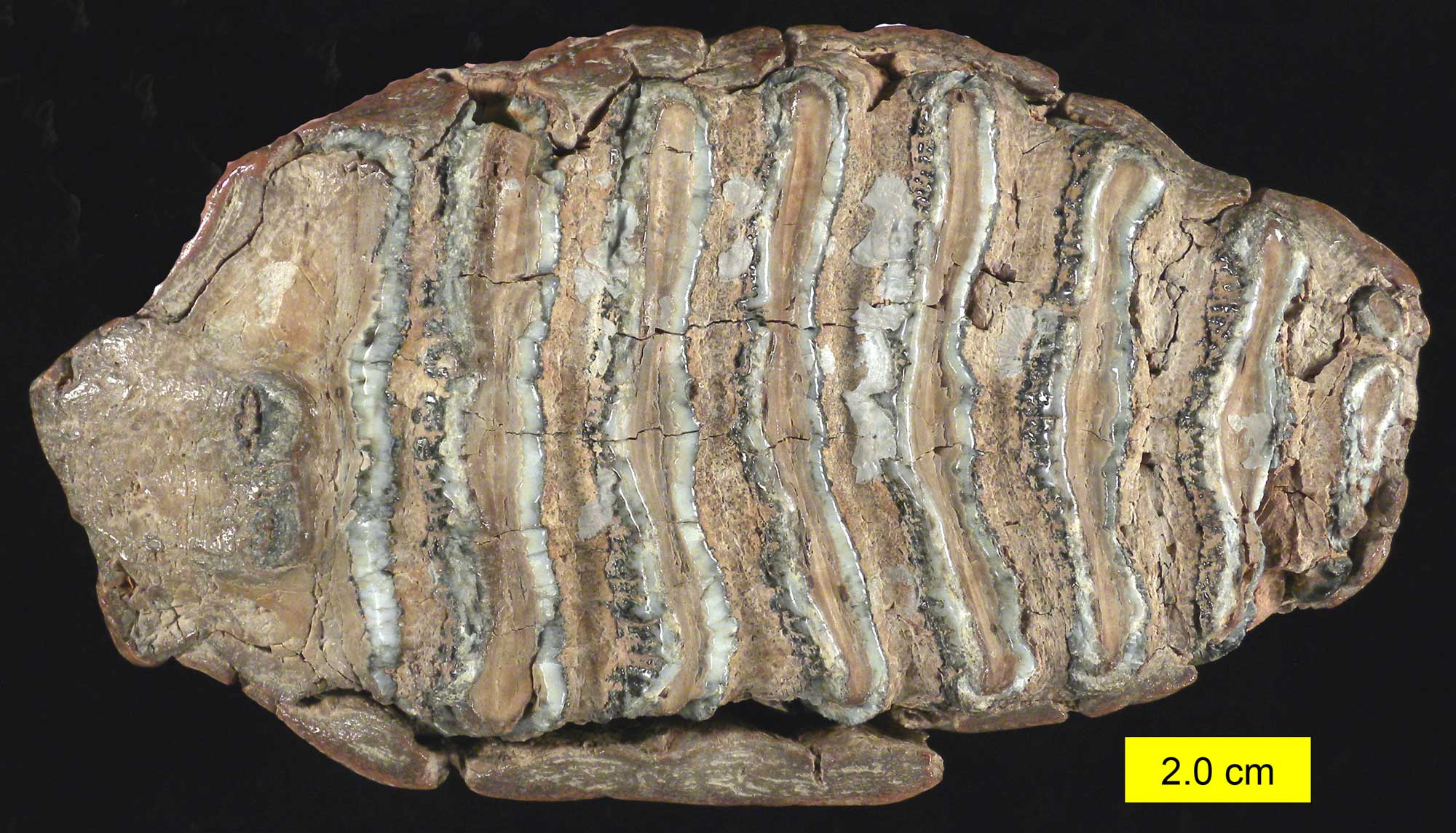 Photograph of the biting surface of a mammoth tooth from the Pleistocene of Ohio. The photo shows an oblong mammoth tooth with thin, parallel ridges on its biting surface. The ridges are oriented horizontally to the long axis of the biting surface of the tooth.