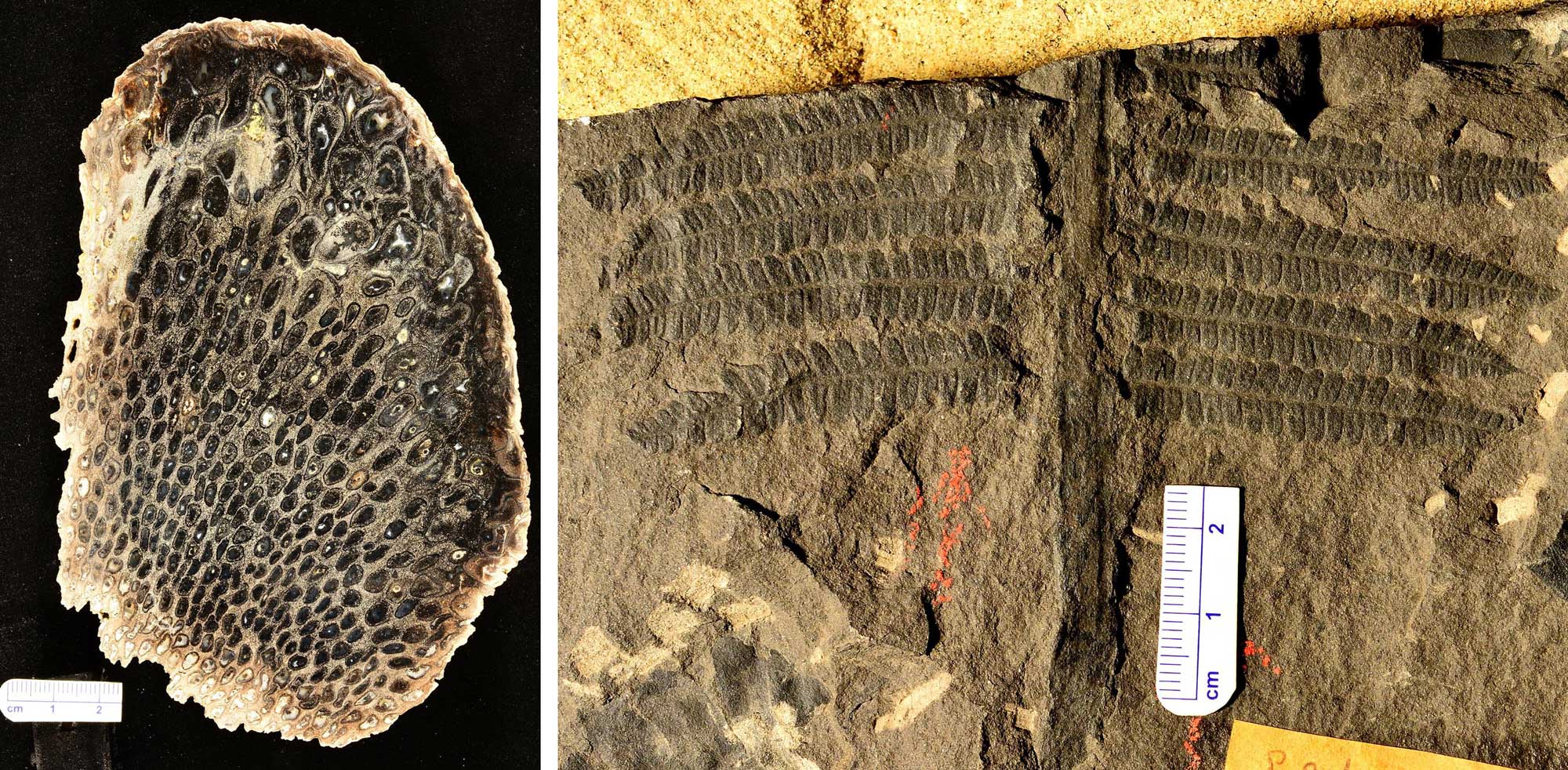 2-panel figure of marattioid ferns from Ohio, both specimens probably Carboniferous. Panel 1: Cross section of a root mantle in a permineralized specimen. This photo shows a series of oval structures surrounded by a gray matrix. Panel 2: Photo of a Pecopteris leaf. This photo shows the base of a compound leaf with a central axis and lateral pinnae. The pinnae are further subdivided into pinnules.