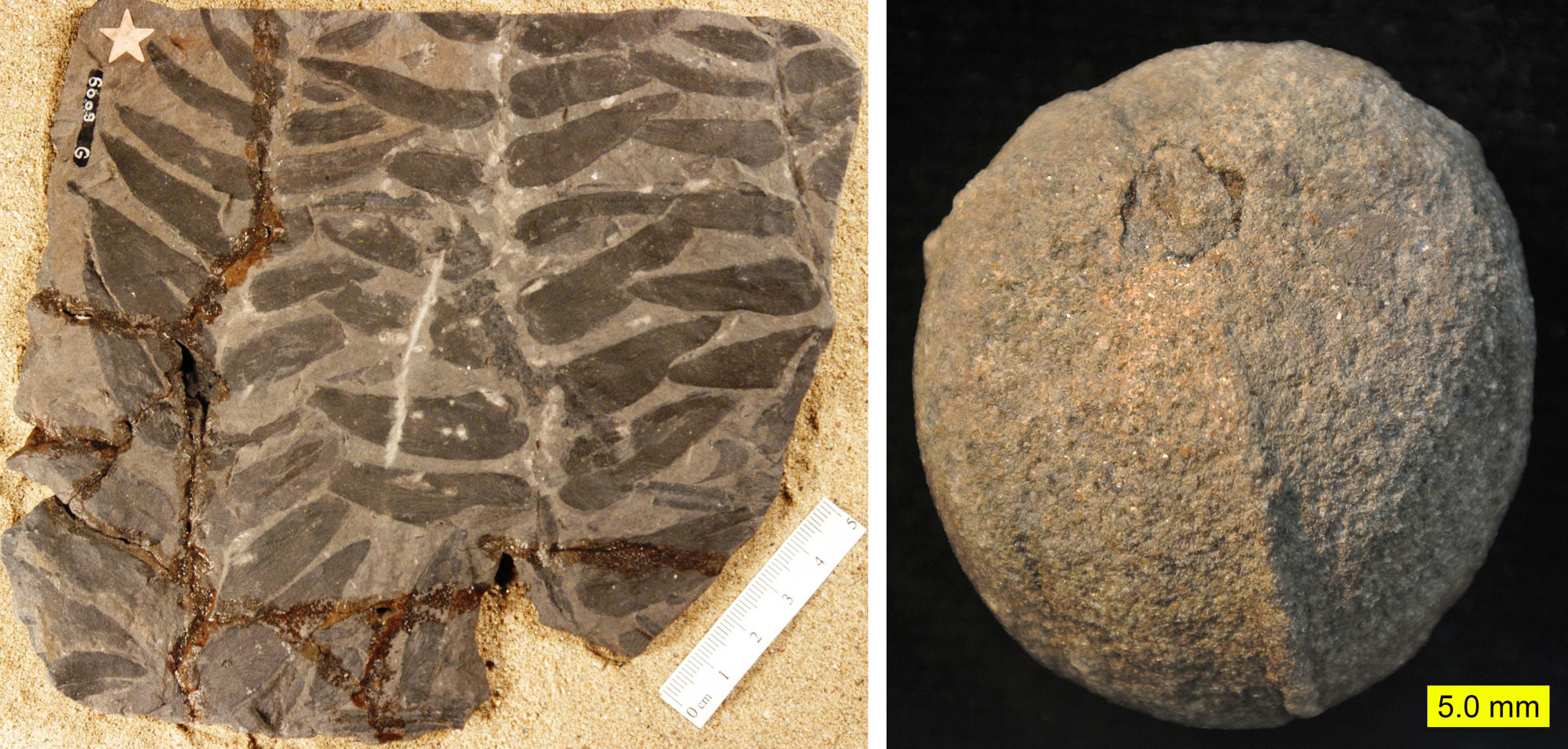 2-Panel figure made up of photographs of seed fern structures from the Carboniferous of Ohio. Panel 1: Photo of Neuropteris leaves. The photo shows a brown rock with three partial Neuropteris fronds preserved on the surface. The frond segments each have a central axis and lateral pinnae. Panel 2: Photo of Trigonocarpus, a seed. The photo shows a spherical seed with two prominent vertical ridges and a central depression at one end.