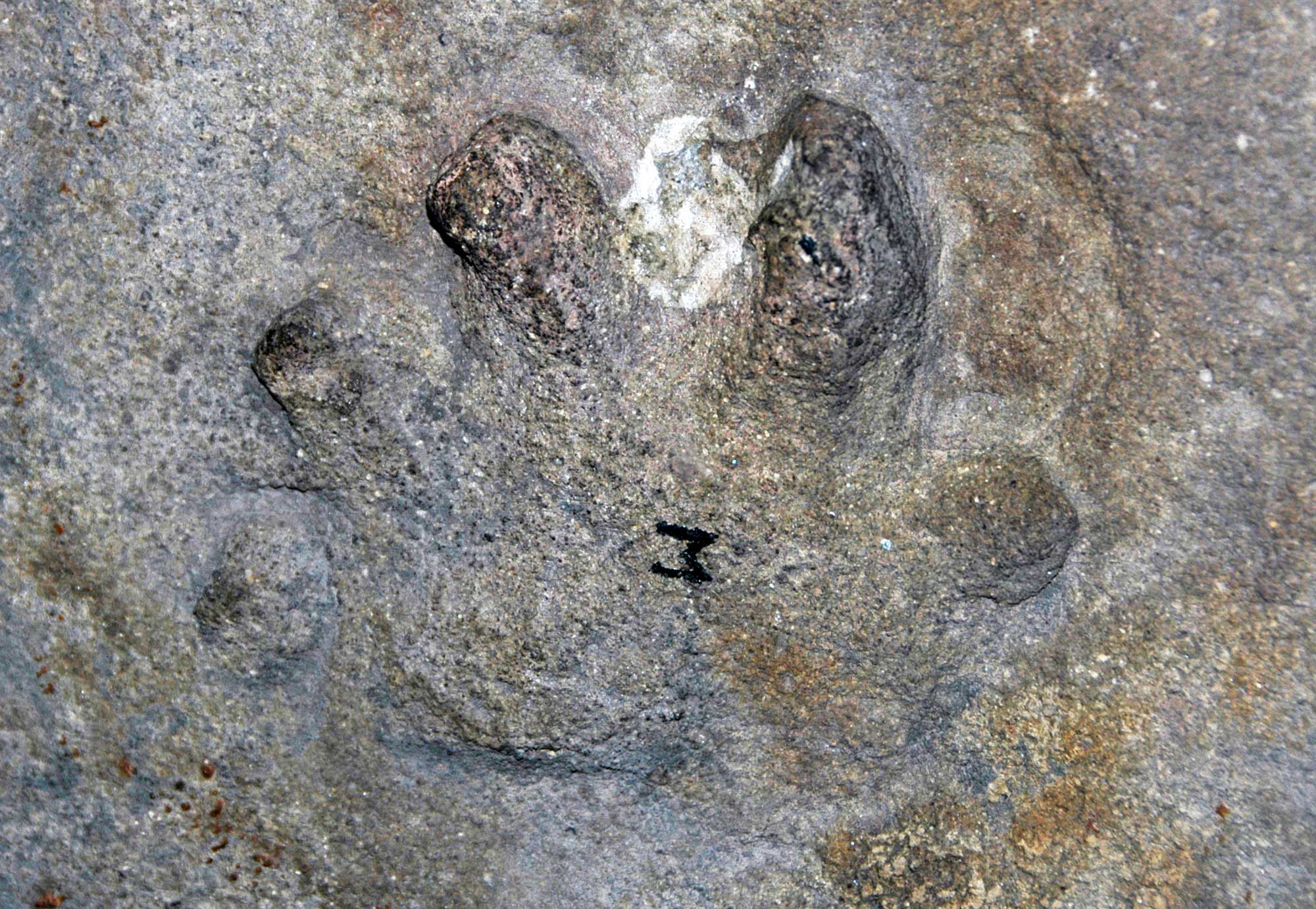 Photograph of a fossil vertebrate footprint from the Pennsylvanian of Ohio. the photo shows a five-toed footprint preserved in gray rock.