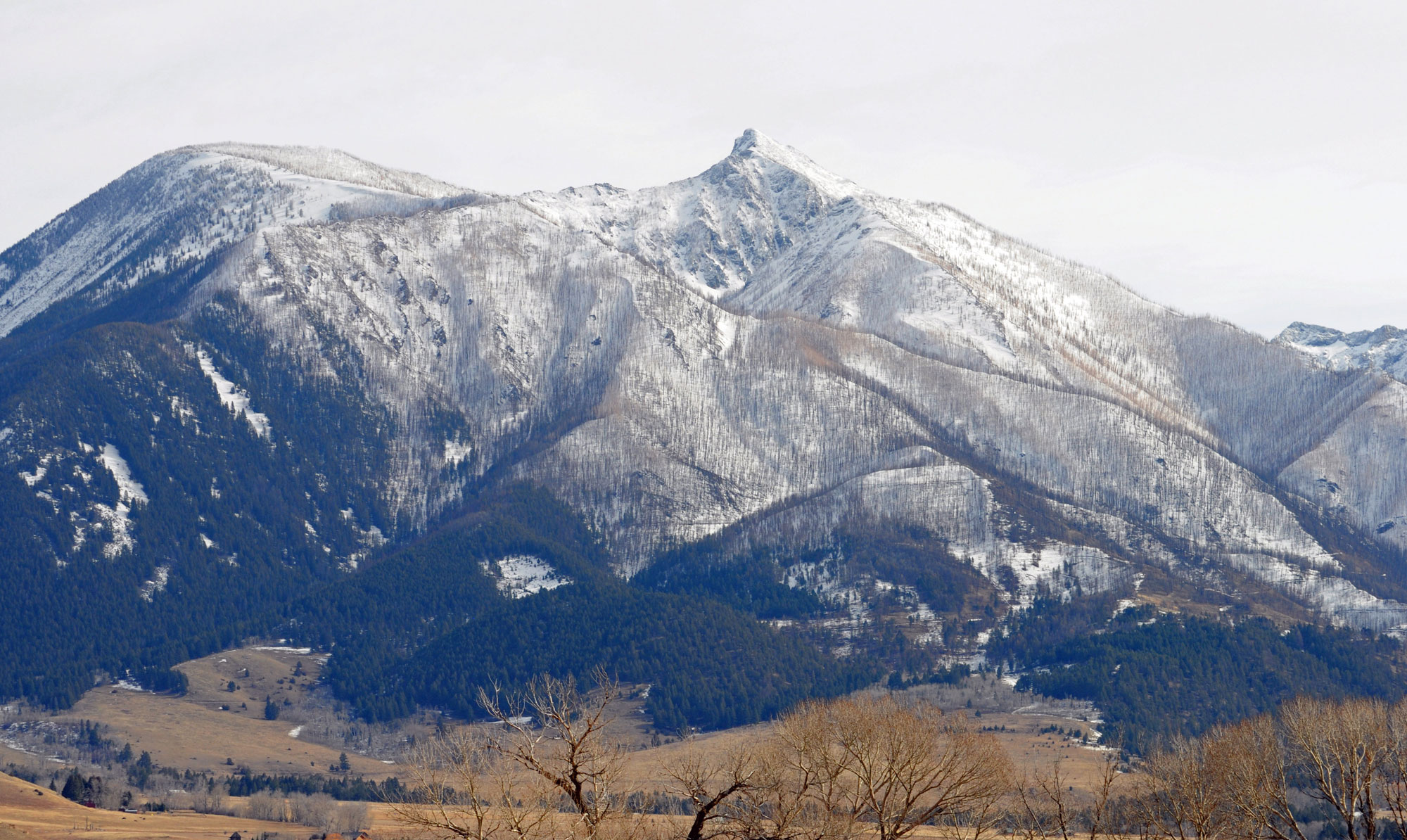 Photograph of Mount Delano in the Absaroka Range of Montana. The photo shows a mountain covered with conifers and a light dusting of snow. At the base of the mountain is a yellow field. The sky is white with clouds.