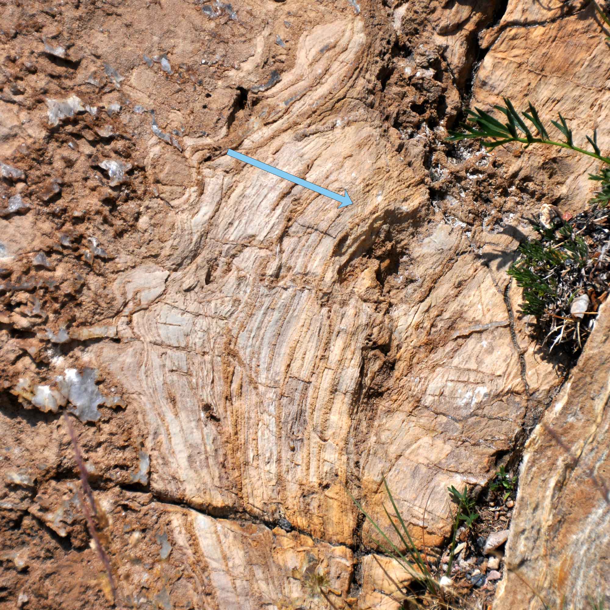 Photograph of a stromatolite fossil in the Nash Formation of Wyoming. An arrow indicates the direction of growth.