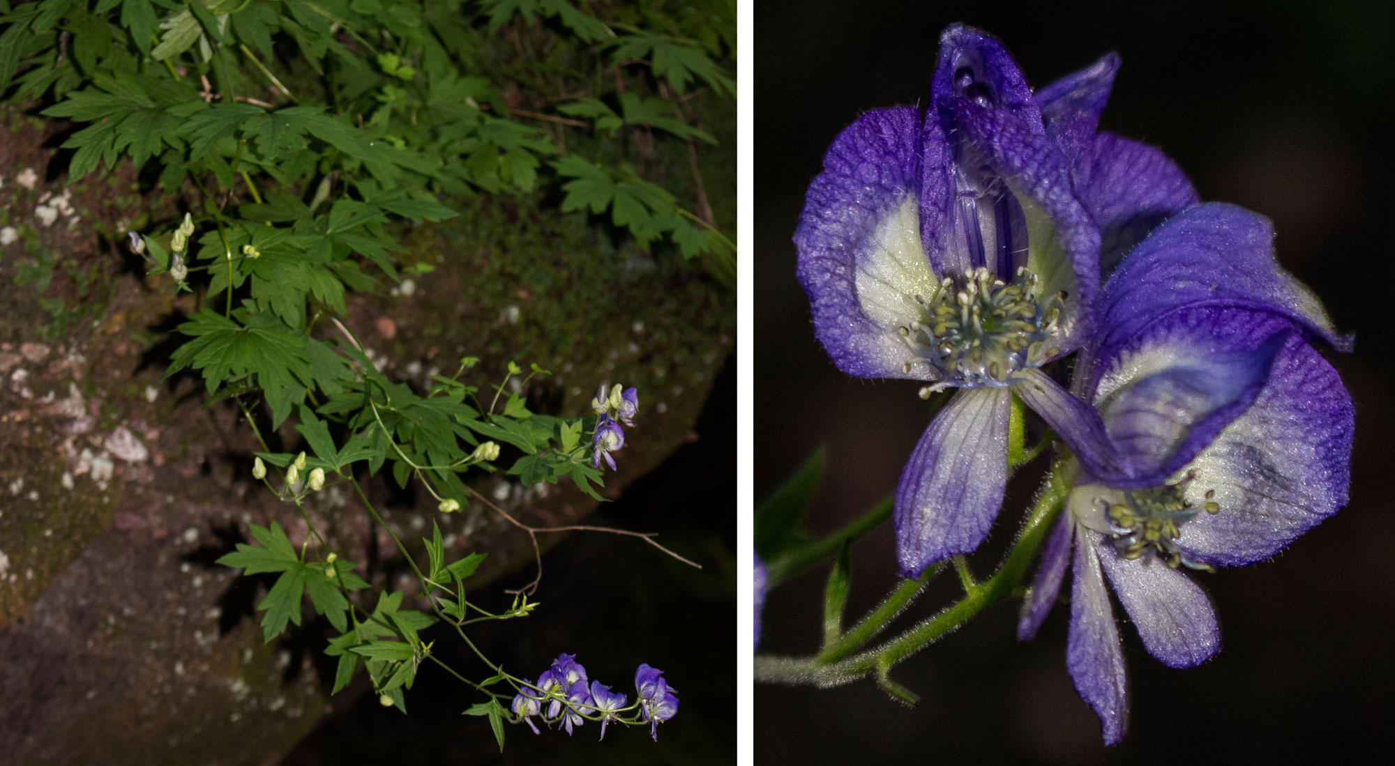 2-panel figure of photos of northern monkshood, a flowering plant, in Wisconsin. Panel 1: Photo of northern monkshood hanging from a rock outcropping. The photo shows a herbaceous plant with palmately lobed green leaves and purple flowers. Panel 2: Photo of northern monkshood flowers. The photo shows two bilaterally symmetrical flowers with white and purple petals.
