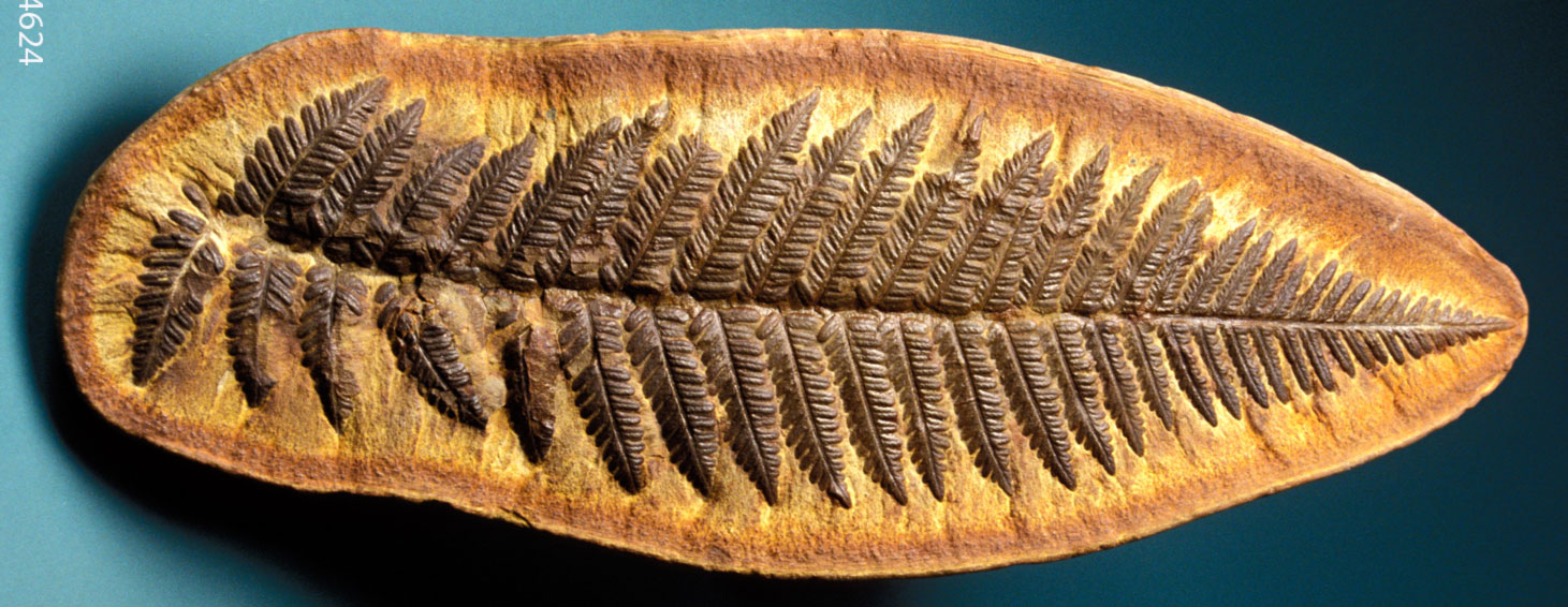 Photograph of a Mazon Creek nodule split to expose a Pecopteris fern frond. The photo shows only one side of the nodule; the counterpart is not shown. The frond has a central axis bearing pinnae with are further divided in pinnules. The frond is overall oblong in shape, taper toward its apex.
