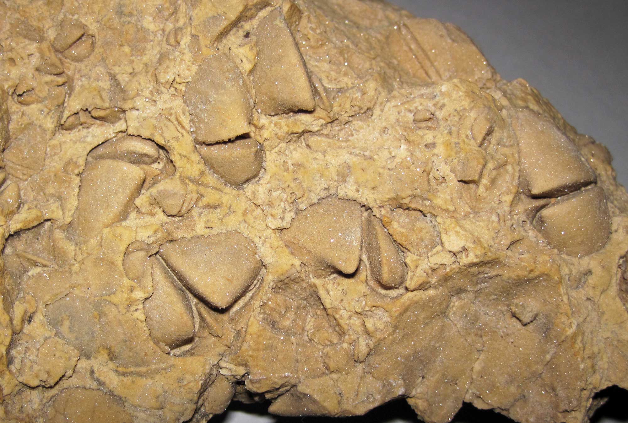 Photograph of internal molds of pentamerid brachiopods from the silurian of Illinois. The photo shows a yellowish rock with internal molds on its surface. The molds appear beak-like.