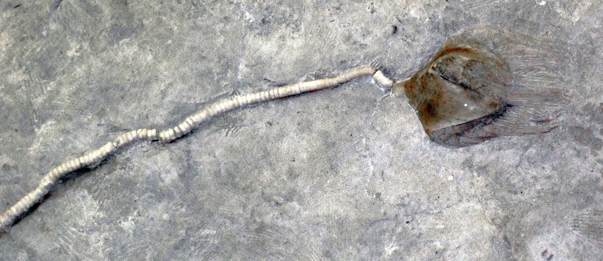 Photograph of a blastoid from the Mississippian of Indiana. The photo shows an blastoid with a long stalk starting at the left of the image and proceeding toward the right. At the end of the stalk is a theca with very fine brachioles.
