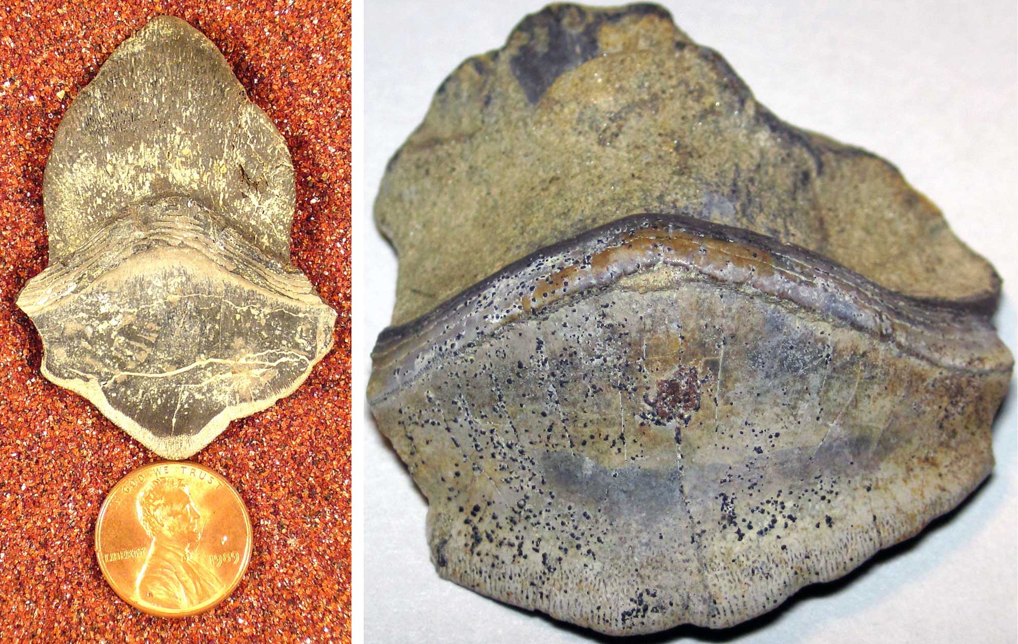 2-panel figure of shark teeth from the Pennsylvanian of Ohio. Panel 1: Photo of a tooth above a U.S. penny. The tooth is much larger than the penny. It has a roughly triangular tip with curved sides. The root at the bottom has a curved top and a slightly pointed base. Panel 2: Photo of another tooth that is not as well preserved as the first. This tooth appears to have a complete root, but the upper part is broken.