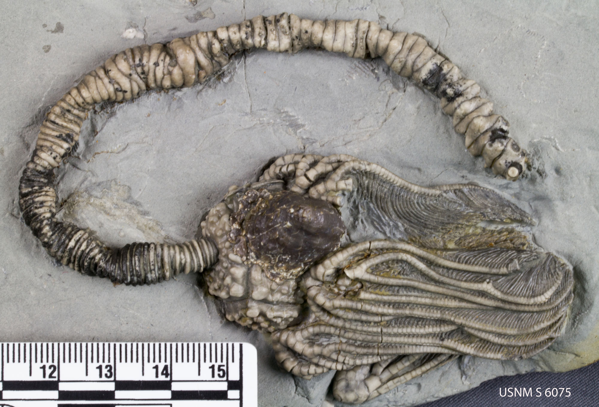 Photograph of a crinoid from the Mississippian of Indiana. The photo shows a crinoid exposed on the surface of a light gray rock. The crinoid is folded back on itself, with in arms pointed to the right and the stalk arching over the top of the calyx and arms. The arms have delicate pinnules preserved.