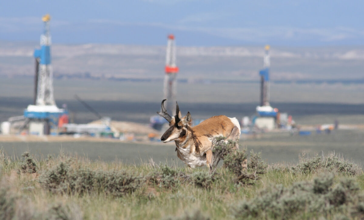 Photograph of a pronghorn antelope in the Pinedale Gas Field, Wyoming. The photo shows a pronghorn antelope running through shrubs and grass in the center foreground. In the background, three drilling rigs can be seen. The rigs are out of focus.