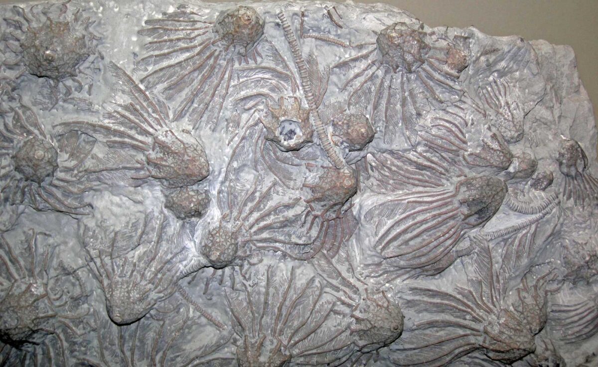 Photograph of a group of crinoids from the Ordovician of Ohio. The photo shows randomly arranged crinoid calyces with attached arms. Some individuals also have stalks. The arms are well preserved and have pinnae.
