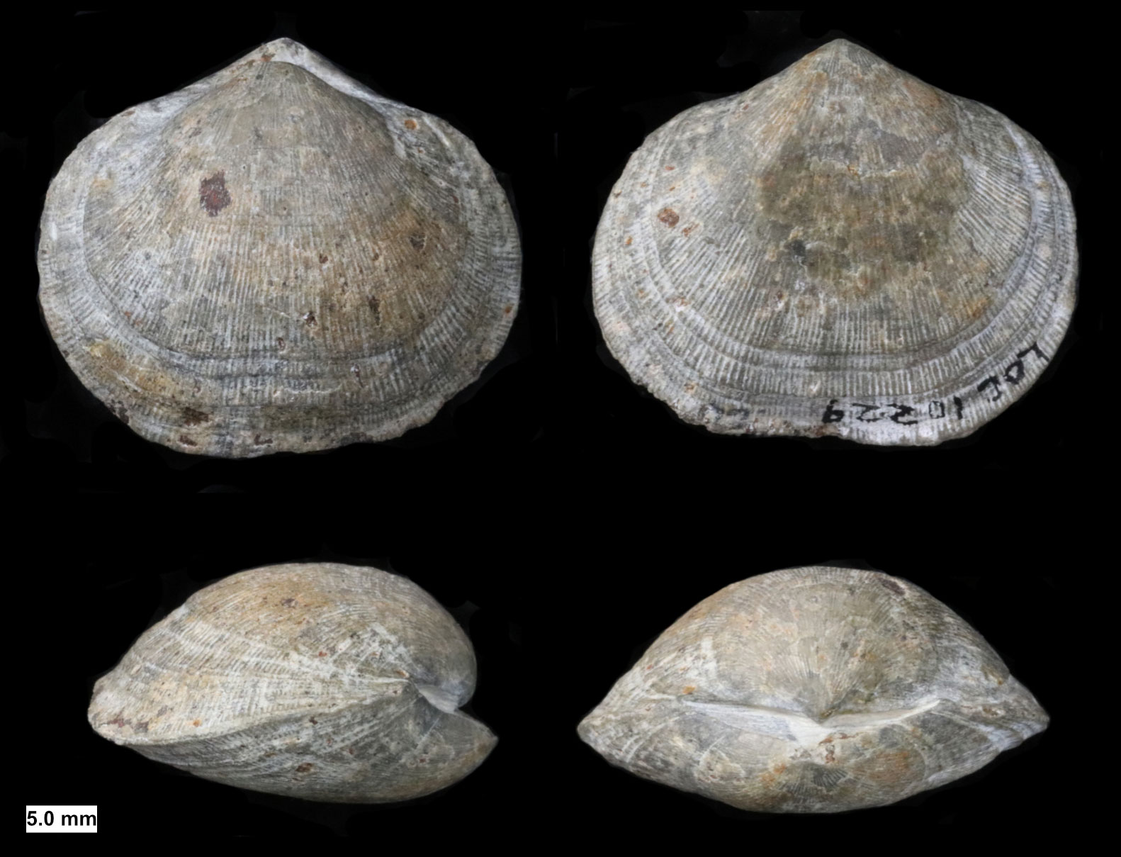 Photographs showing four views of a brachiopod from the Devonian of Wisconsin on a black background. Clockwise from upper left: View from above, view from below, view of the hinge, view from the side (hinge to the right). The shell is unornamented expect for a series of fine radiating ridges and furrows.