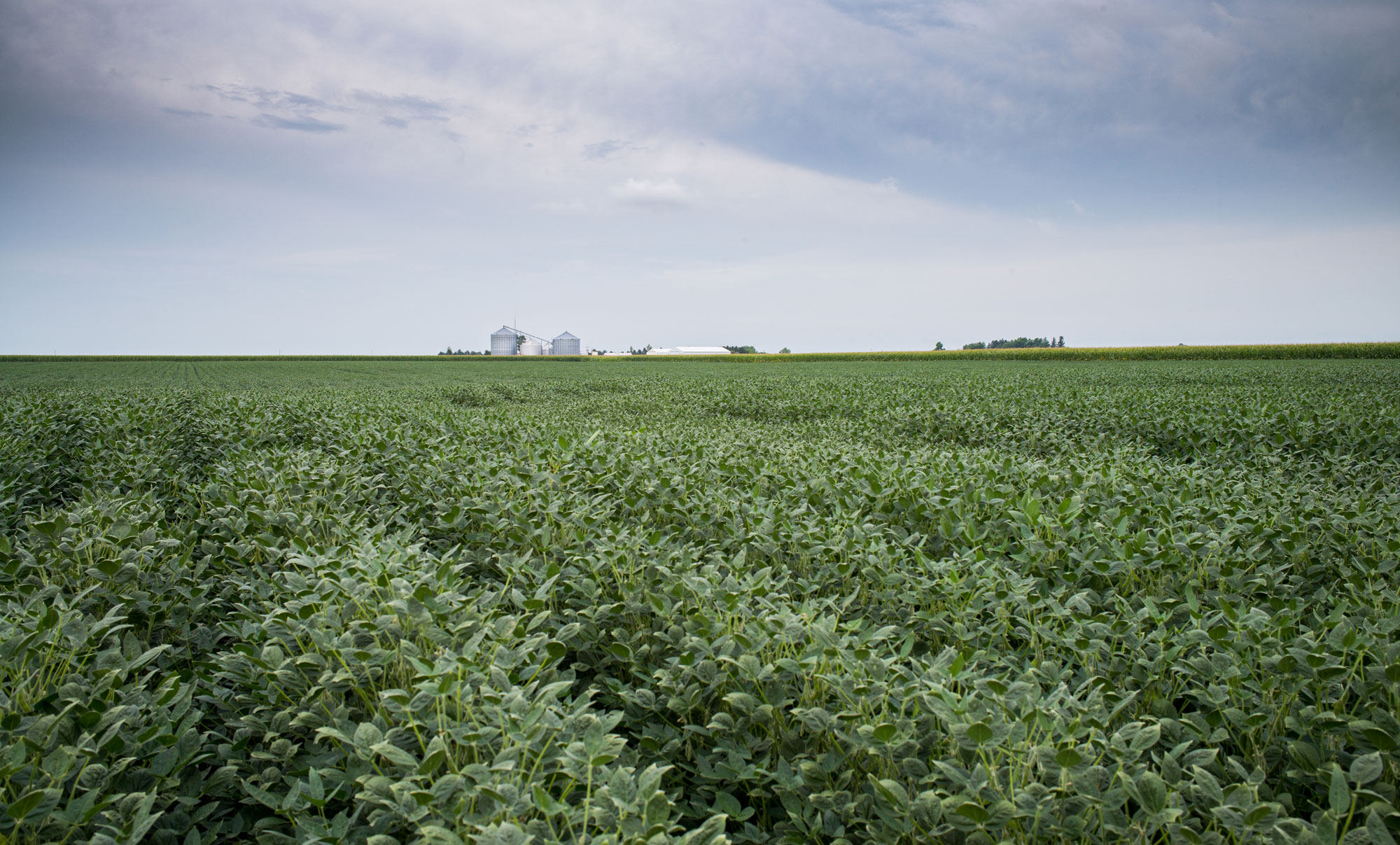 Photograph of a soybean field in Illinois taken in the summer. The photo shows a flat field of green soybean plants arranged in rows. A cluster of buildings can be seen on the horizon.
