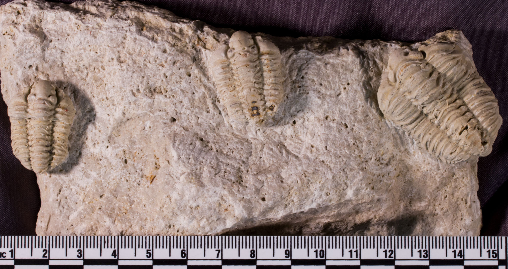 Photograph of a rock with three trilobites on its surface from the Silurian of Illinois. The photo shows an off-white rock with three relatively complete trilobites on top, each trilobite with its head pointed toward the top of the image. The trilobites do not have spines or other ornamentation.