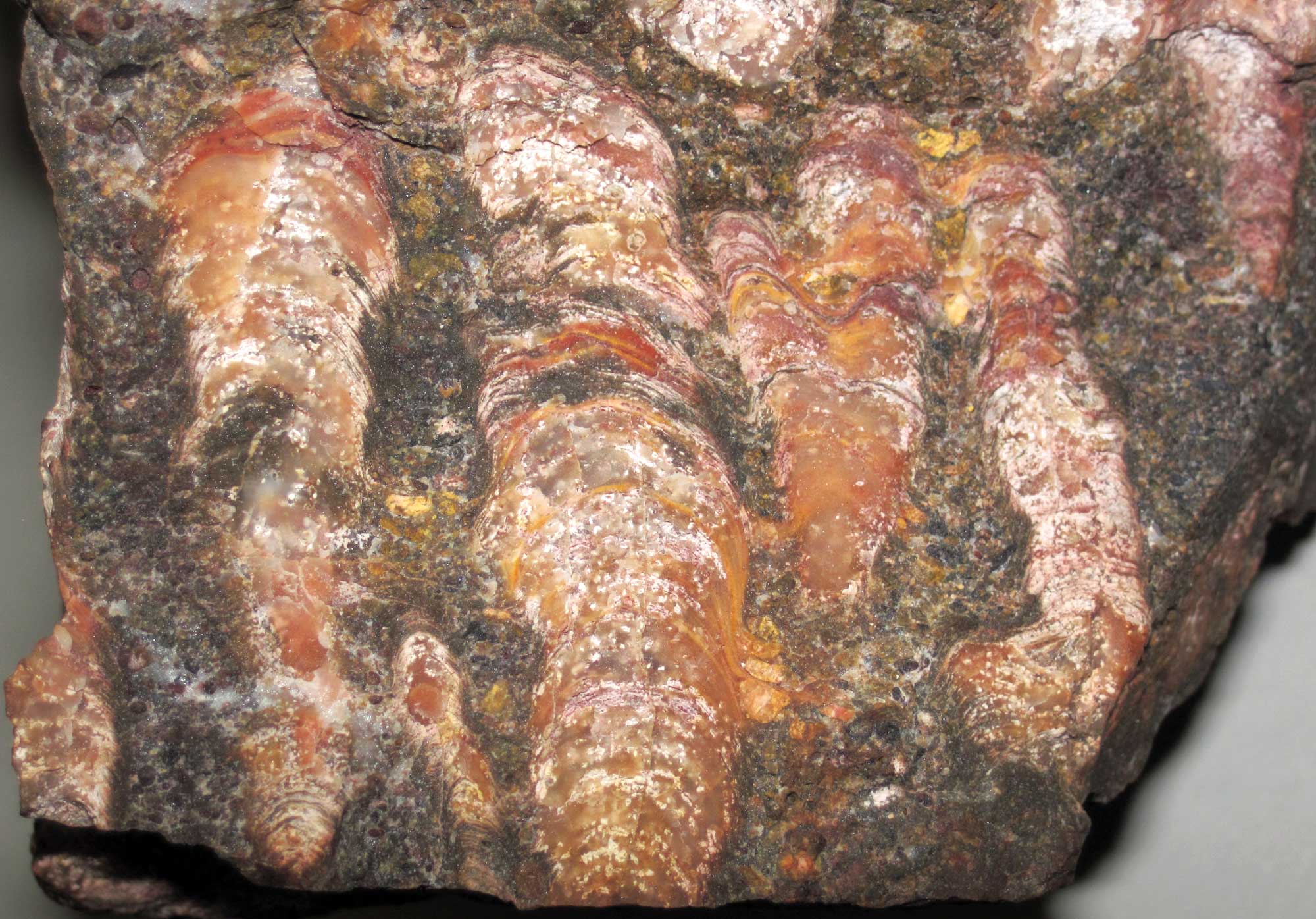 Photograph of a stromatolite from the Paleoproterozoic of Minnesota. The photo shows a dark brown rock with thick, vertical, pinkish stripes on it. The strips have a pattern of dome-shaped layers overlain on them, indicating that they are stromatolites.