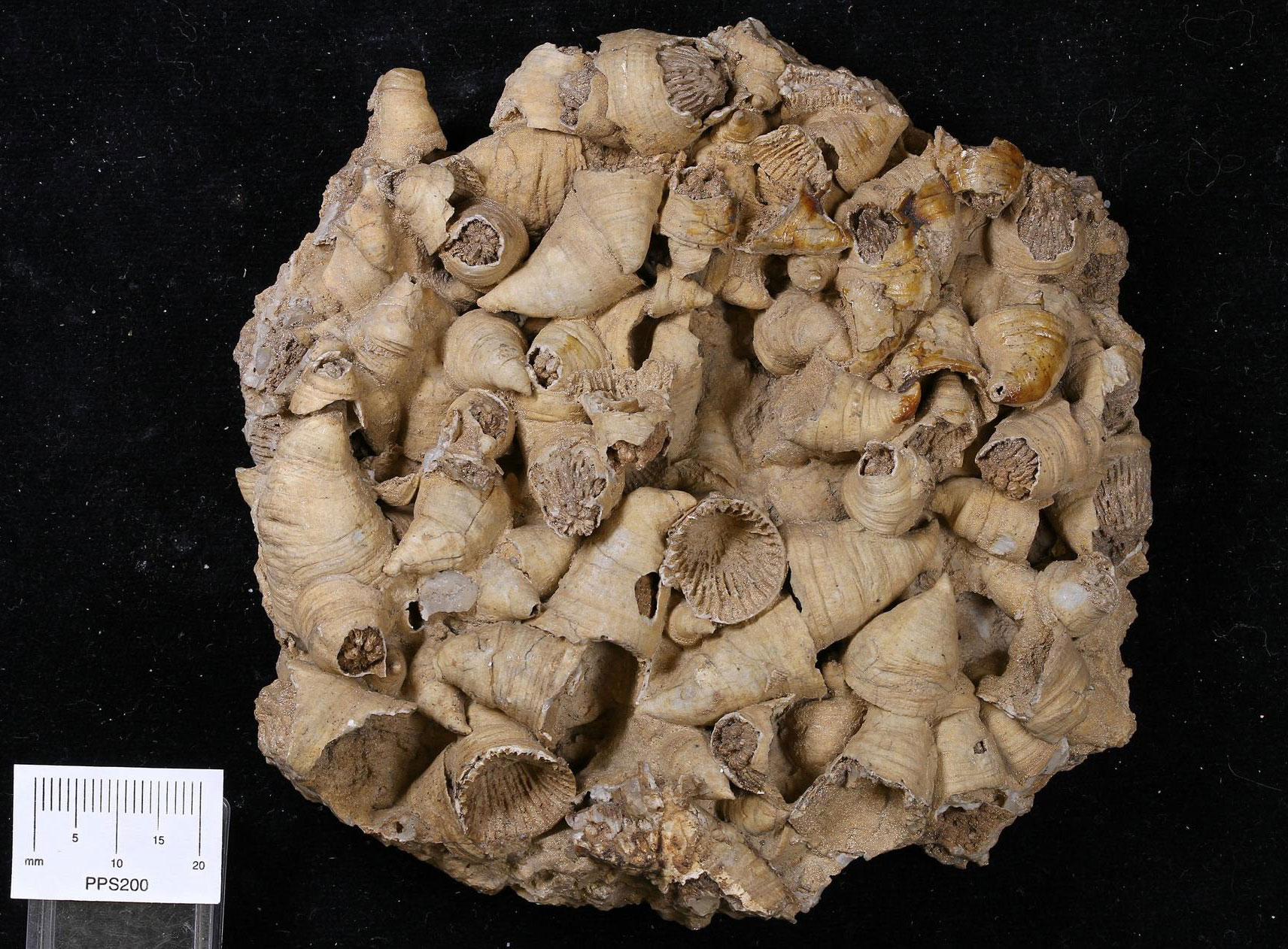 Photograph of a group of solitary rugose corals from the Ordovician of Wisconsin. The photo shows a group of randomly arranged, horn-shaped corals preserved in a dense aggregation. 