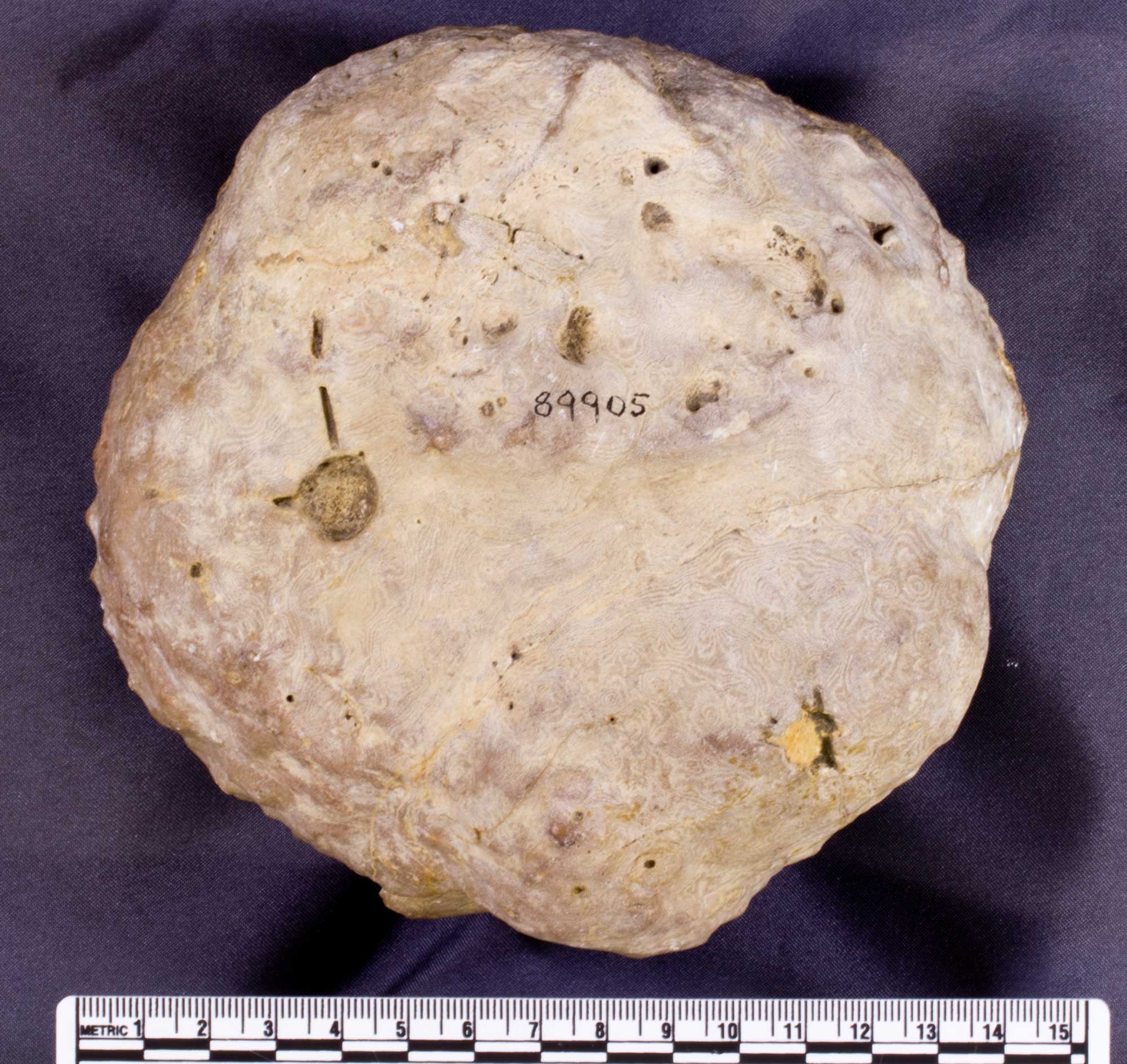 Photograph of a stromatoperoid from the Devonian of Iowa. The photo shows an off-white, spherical fossil with a light pattern of swirling lines on its surface. The fossil is about 13.5 centimeters in diameter.