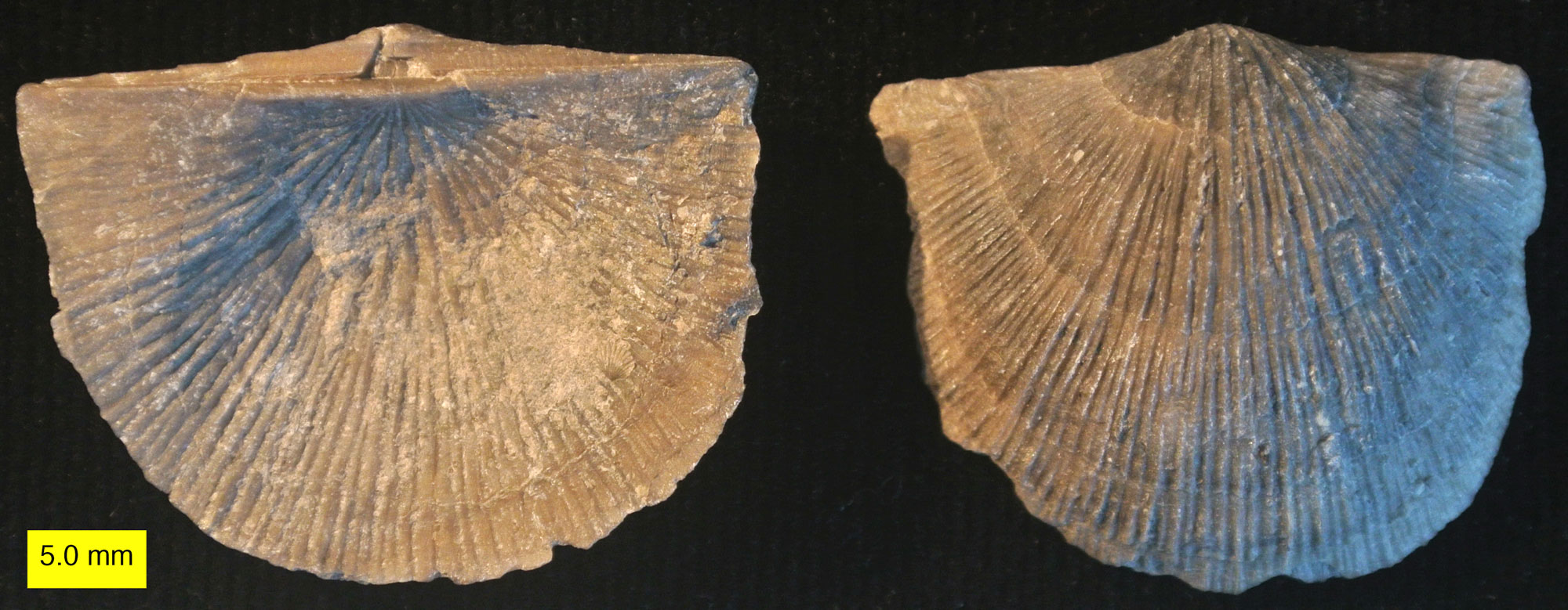 Photograph of a brachiopod from the Devonian of Ohio. The photo shows the lower and upper  surfaces of a brachiopod shell with with fine radiating ridges. The shell is roughly half-circular in shape.