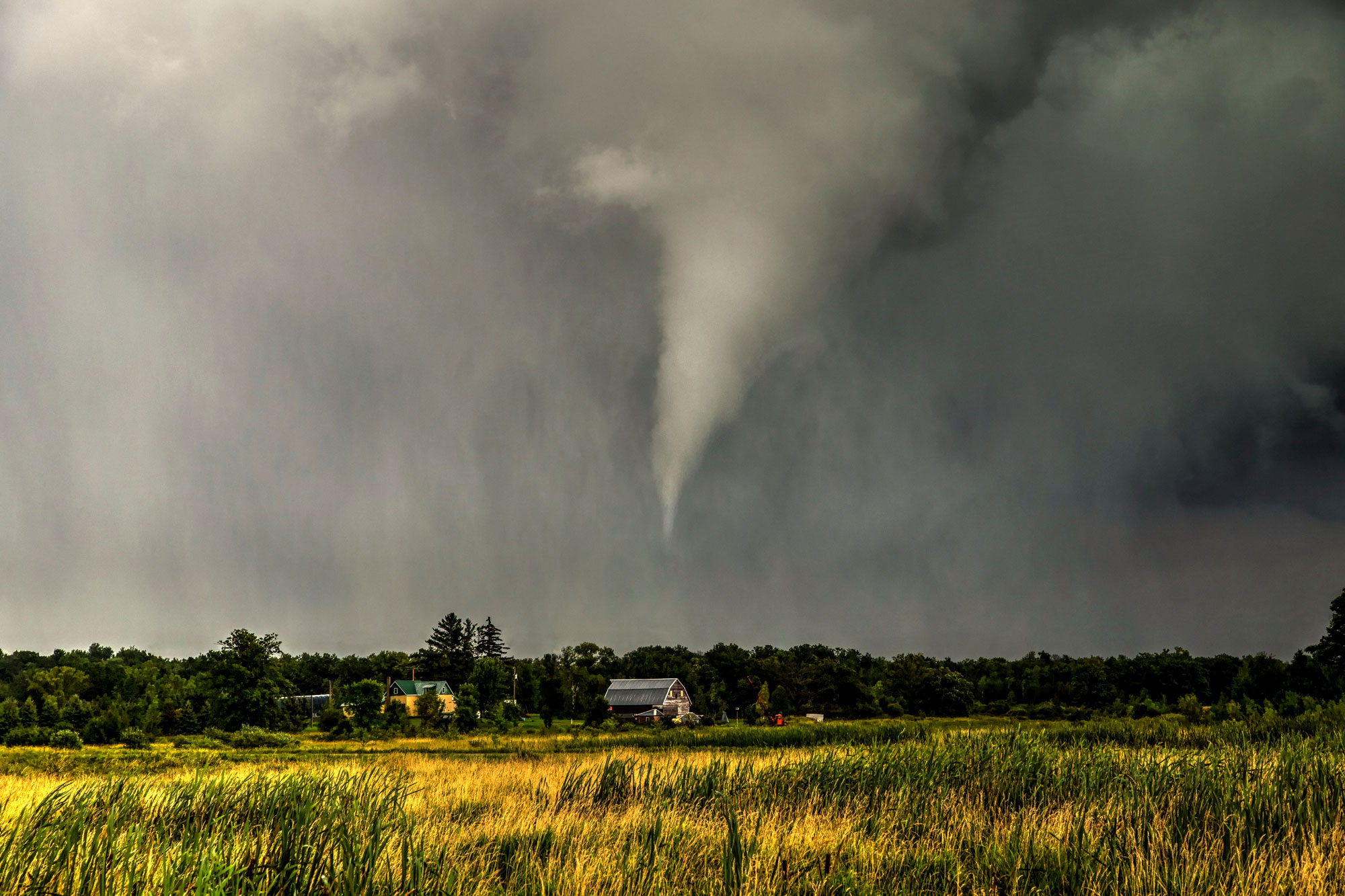 Photograph of a tornado in Benton County, Minnesota. The photos shows a field of cattails in the foreground, with trees and houses on the horizon. Above them, the sky is cloudy, with a funnel cloud extending down above the trees and houses but not touching the ground.